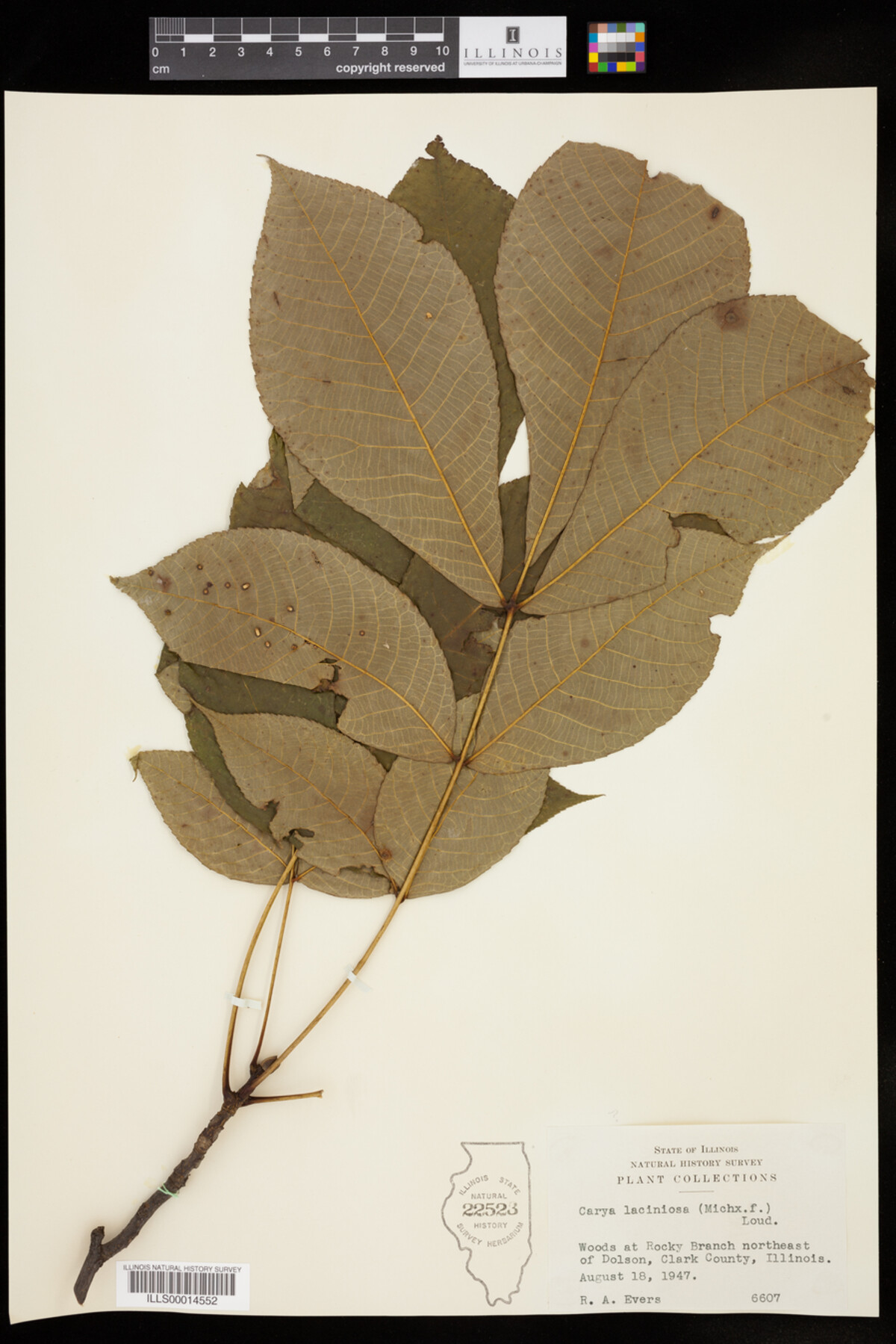 Carya laciniosa image