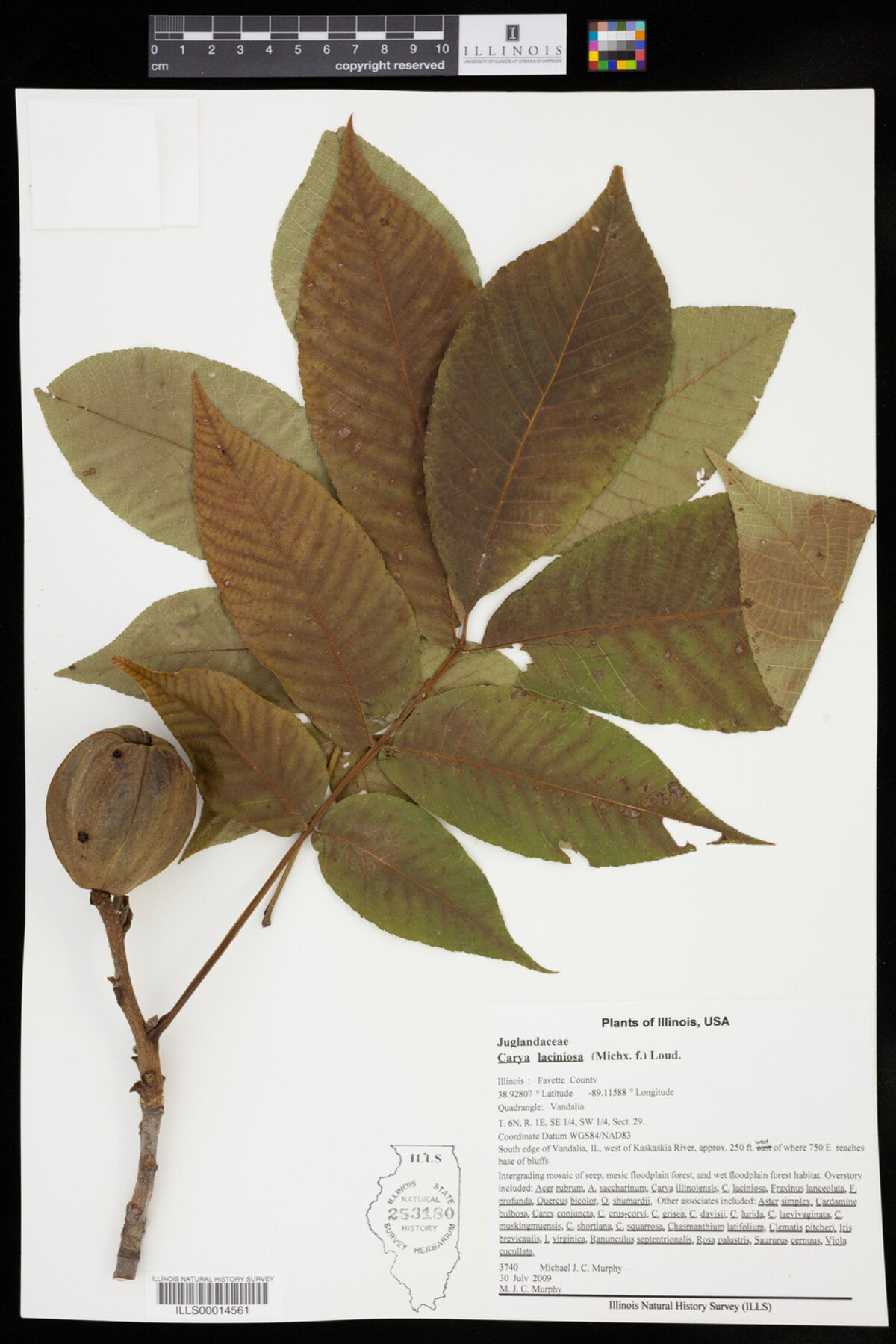 Carya laciniosa image