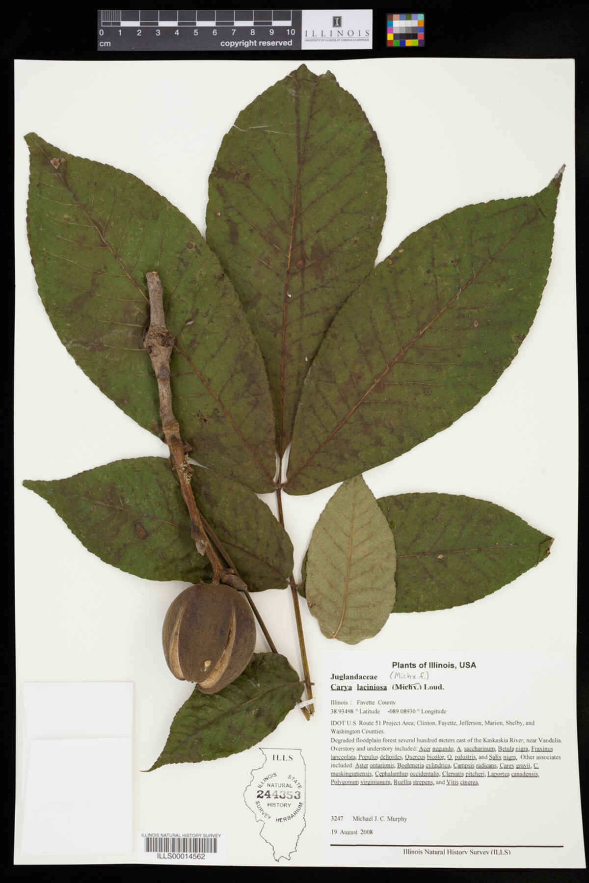 Carya laciniosa image