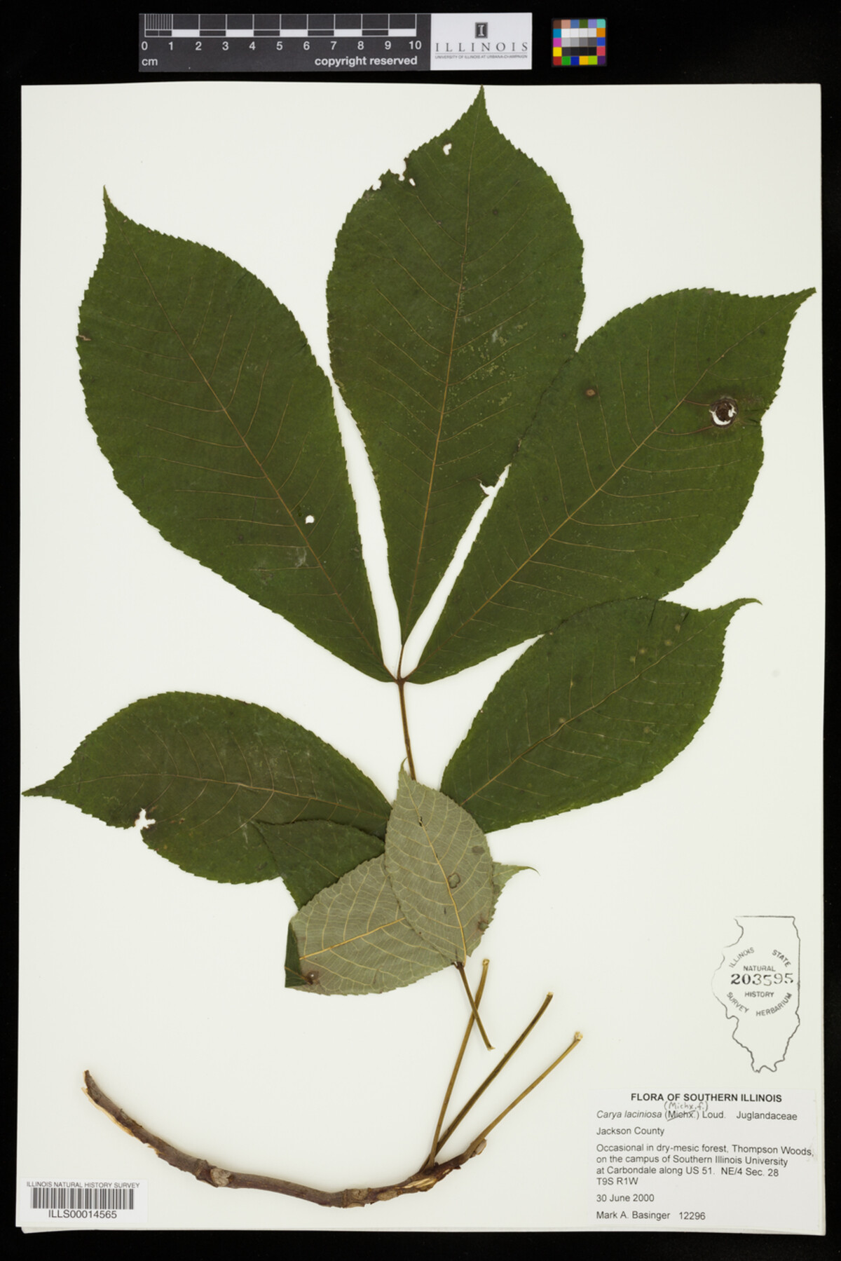 Carya laciniosa image