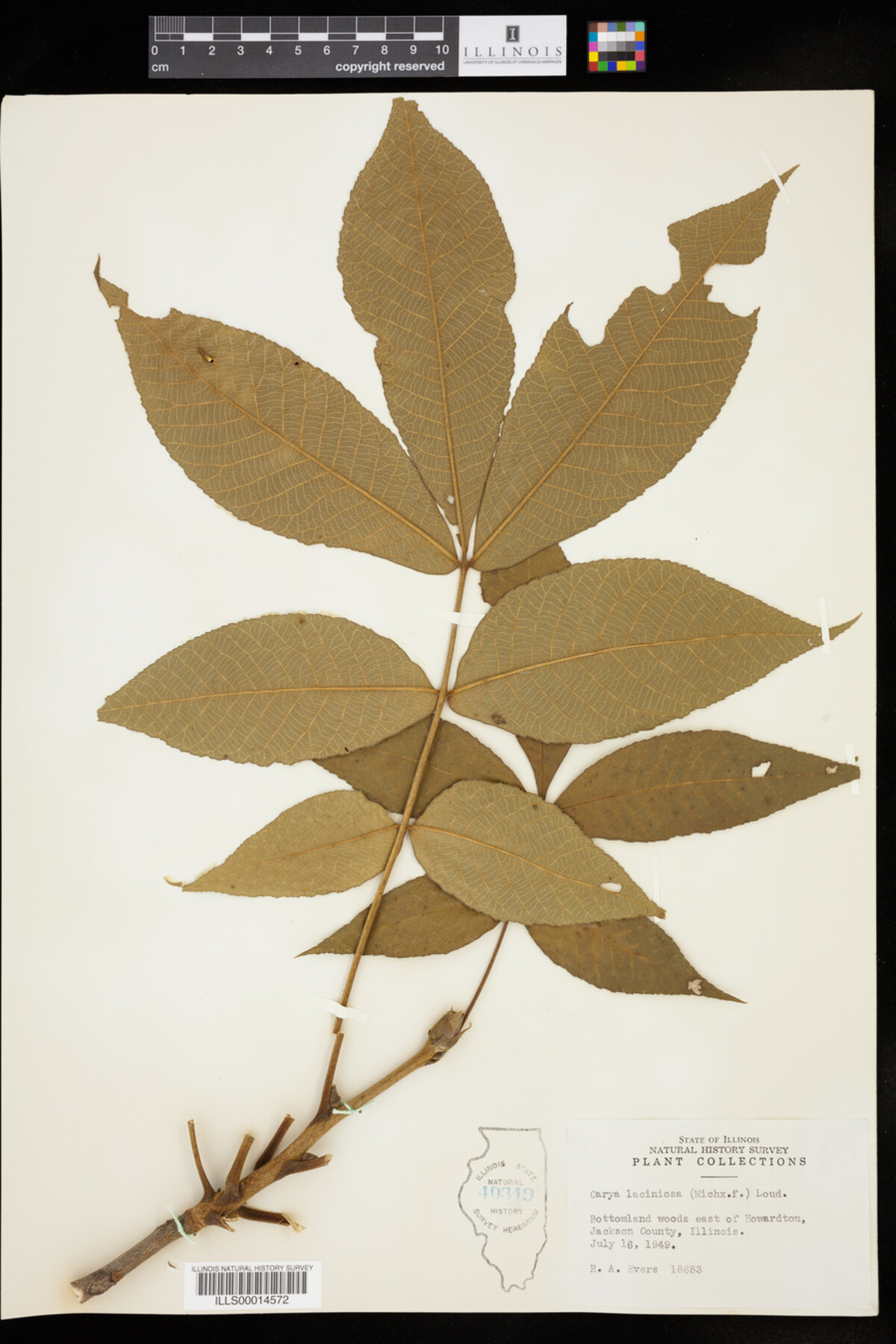 Carya laciniosa image