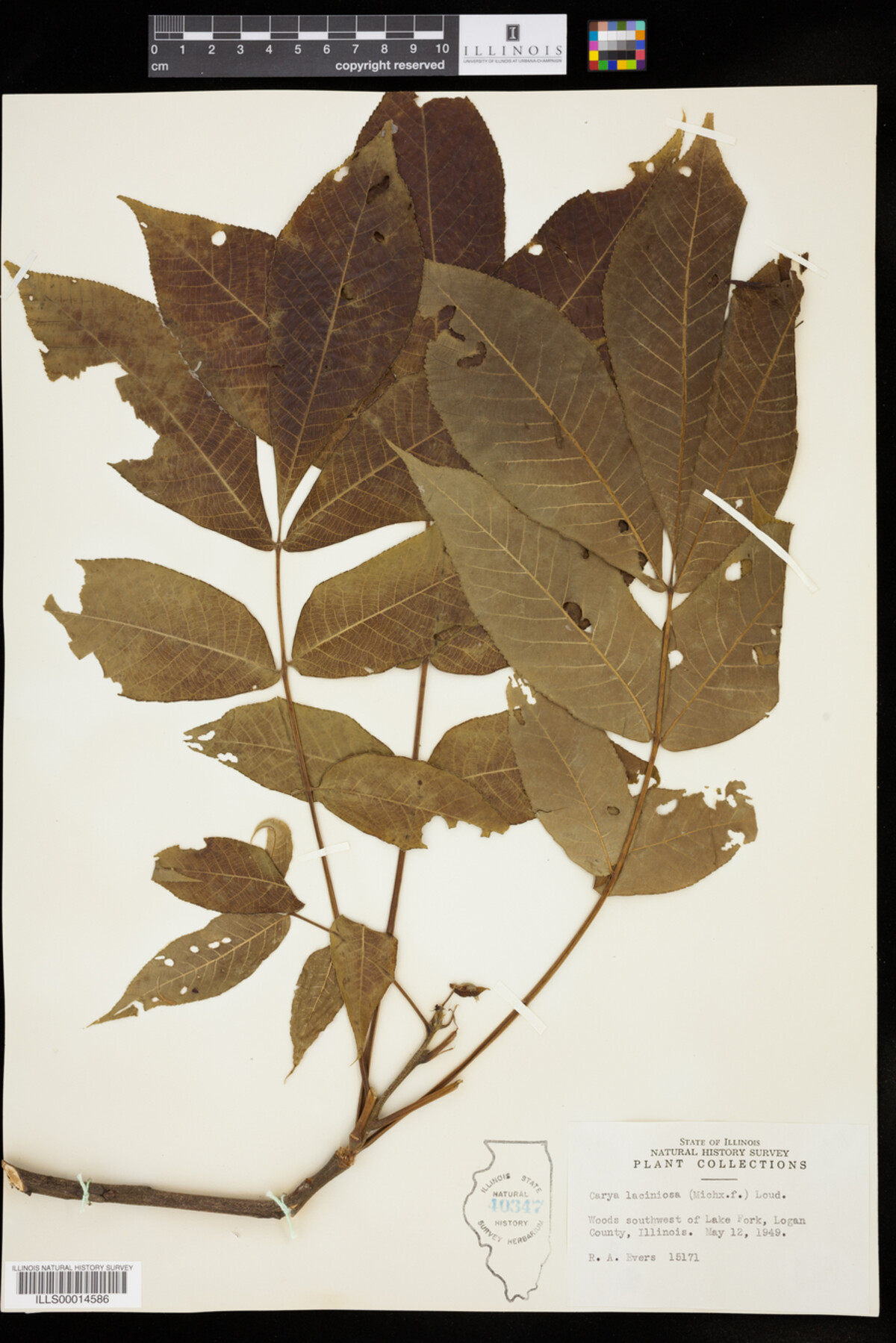 Carya laciniosa image