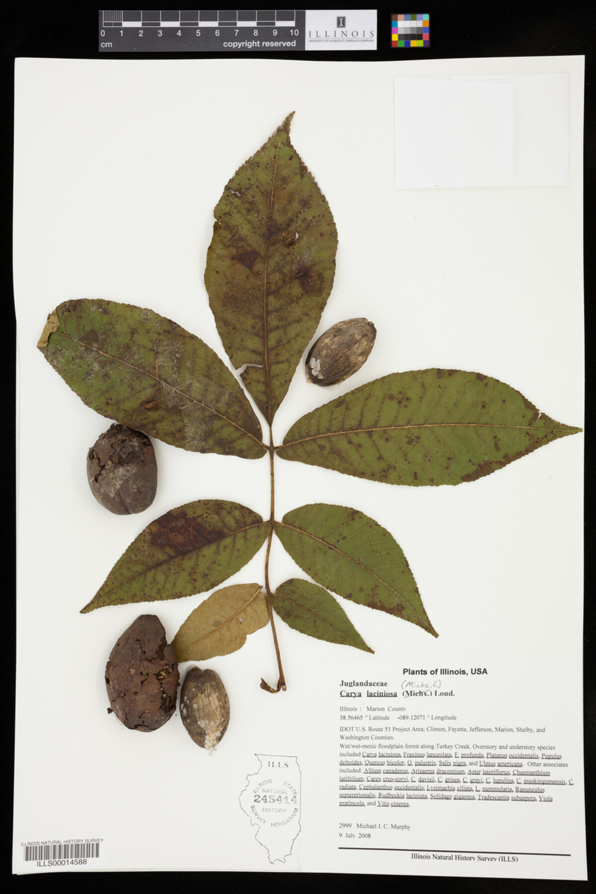 Carya laciniosa image