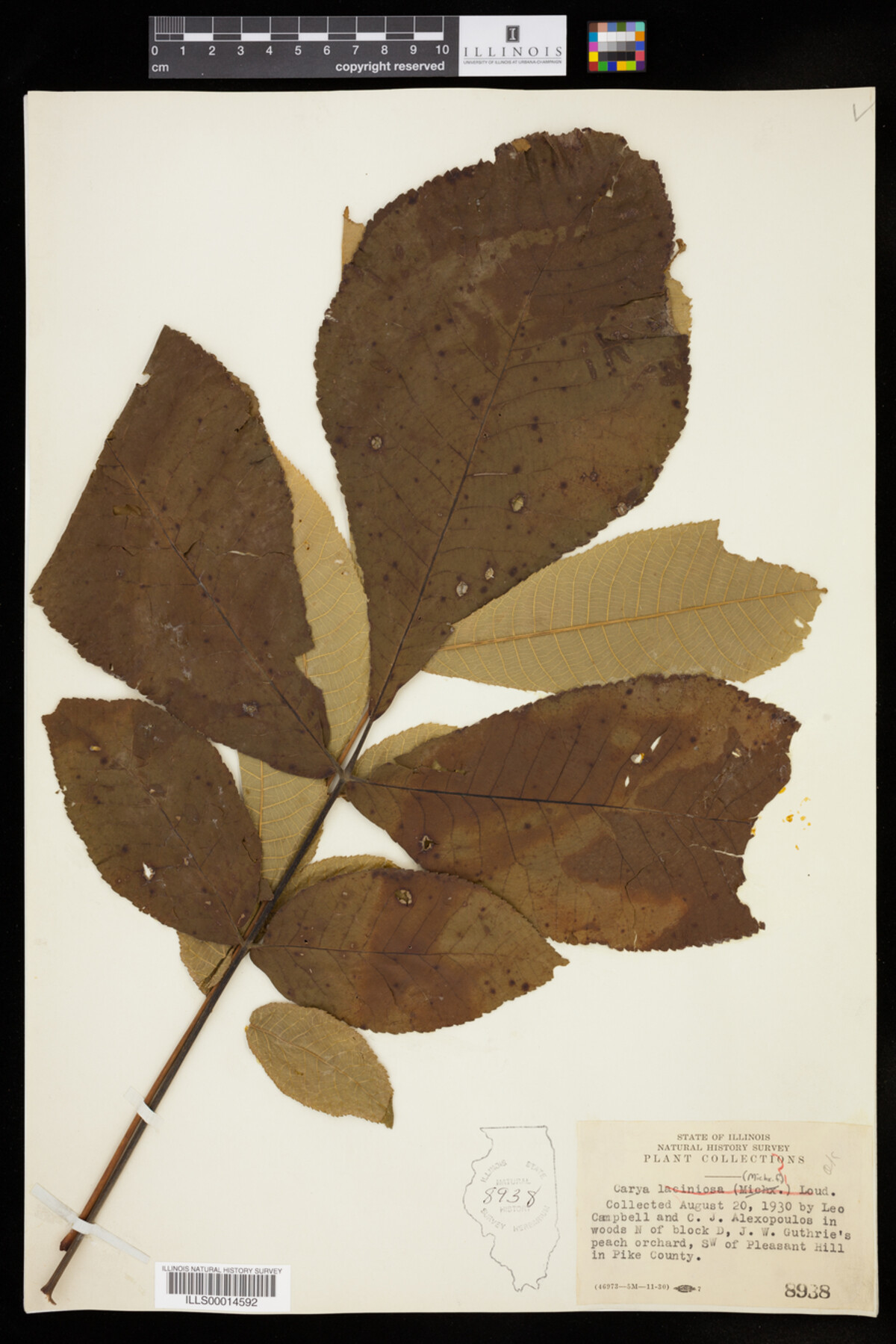 Carya laciniosa image
