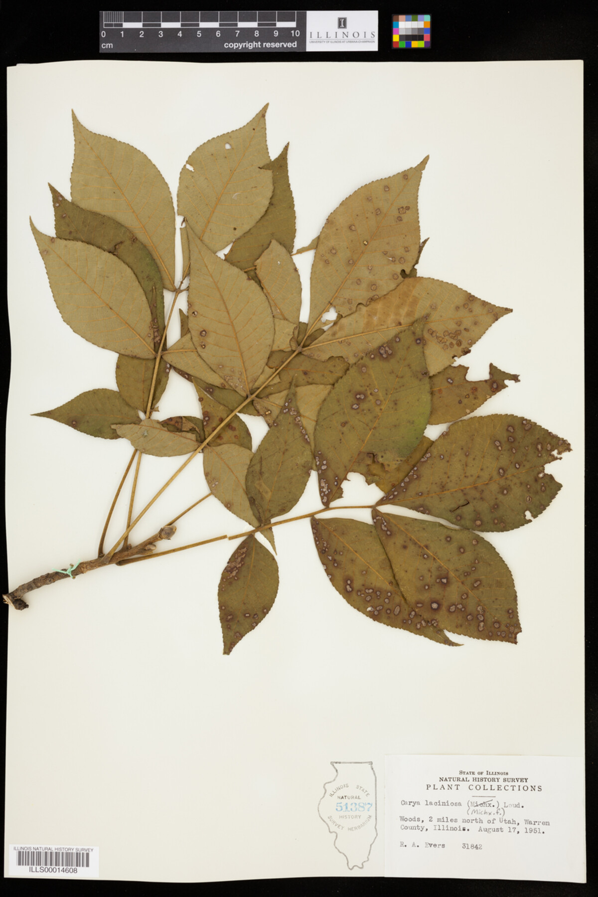 Carya laciniosa image