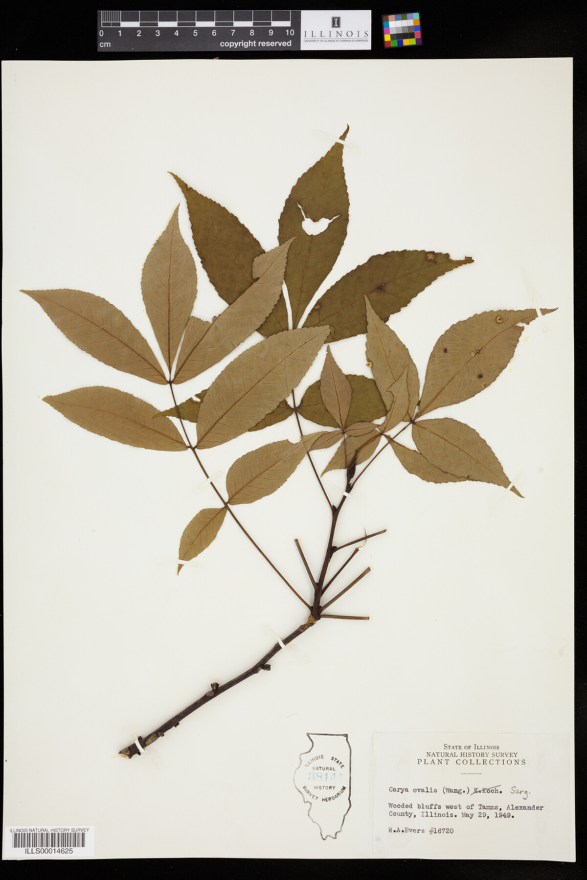 Carya glabra image
