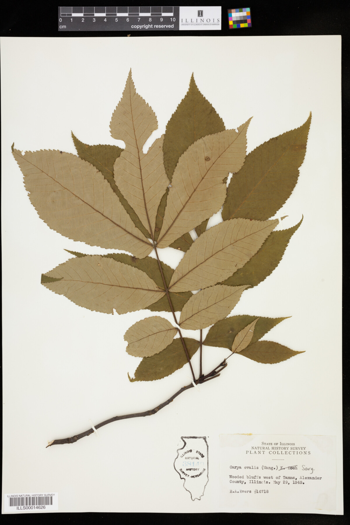 Carya glabra image