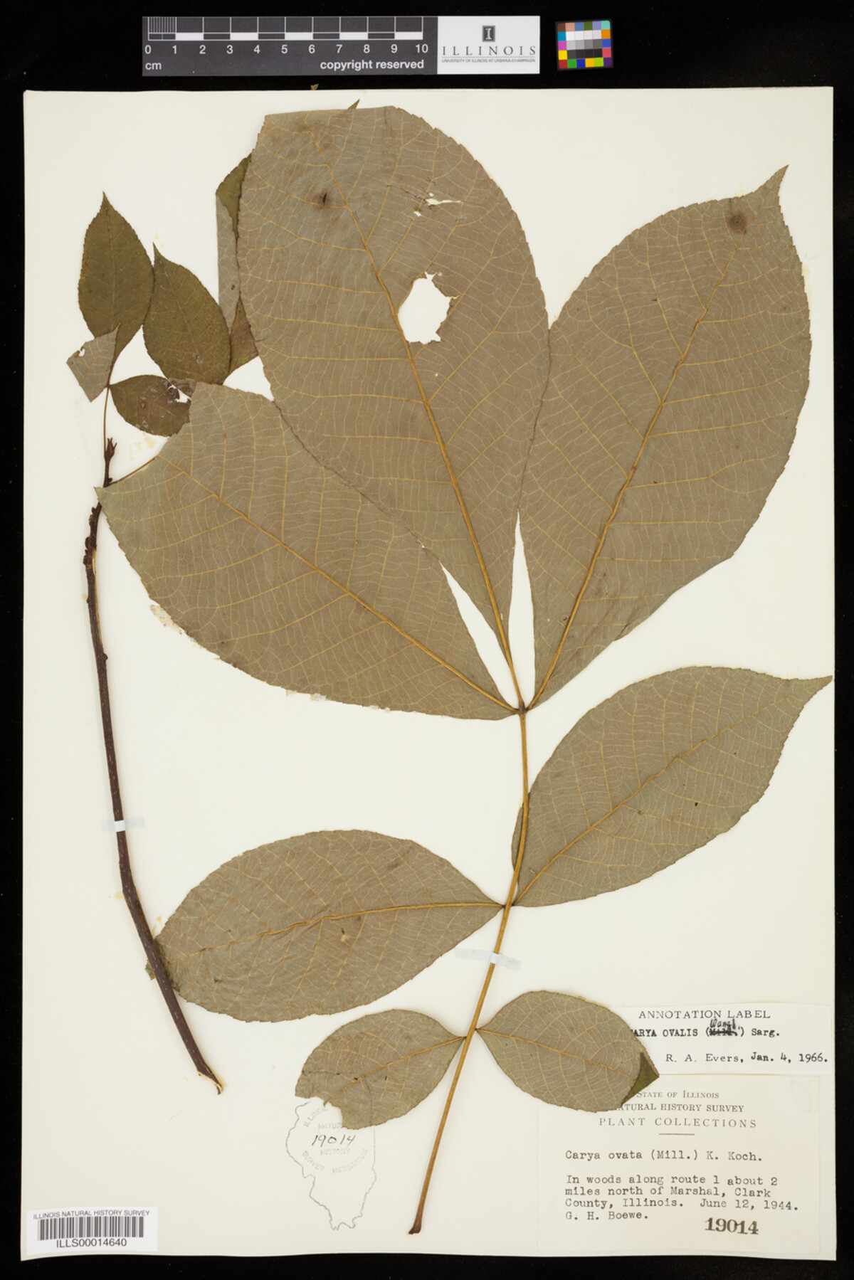 Carya glabra image