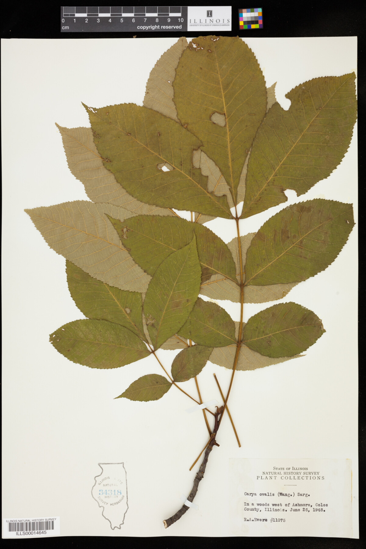 Juglandaceae image