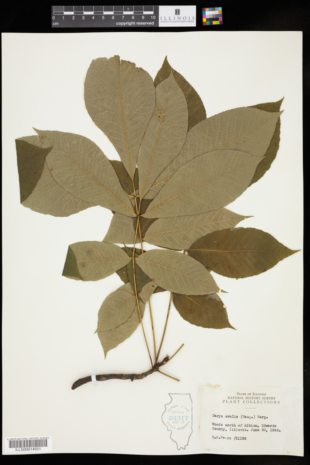 Carya glabra image