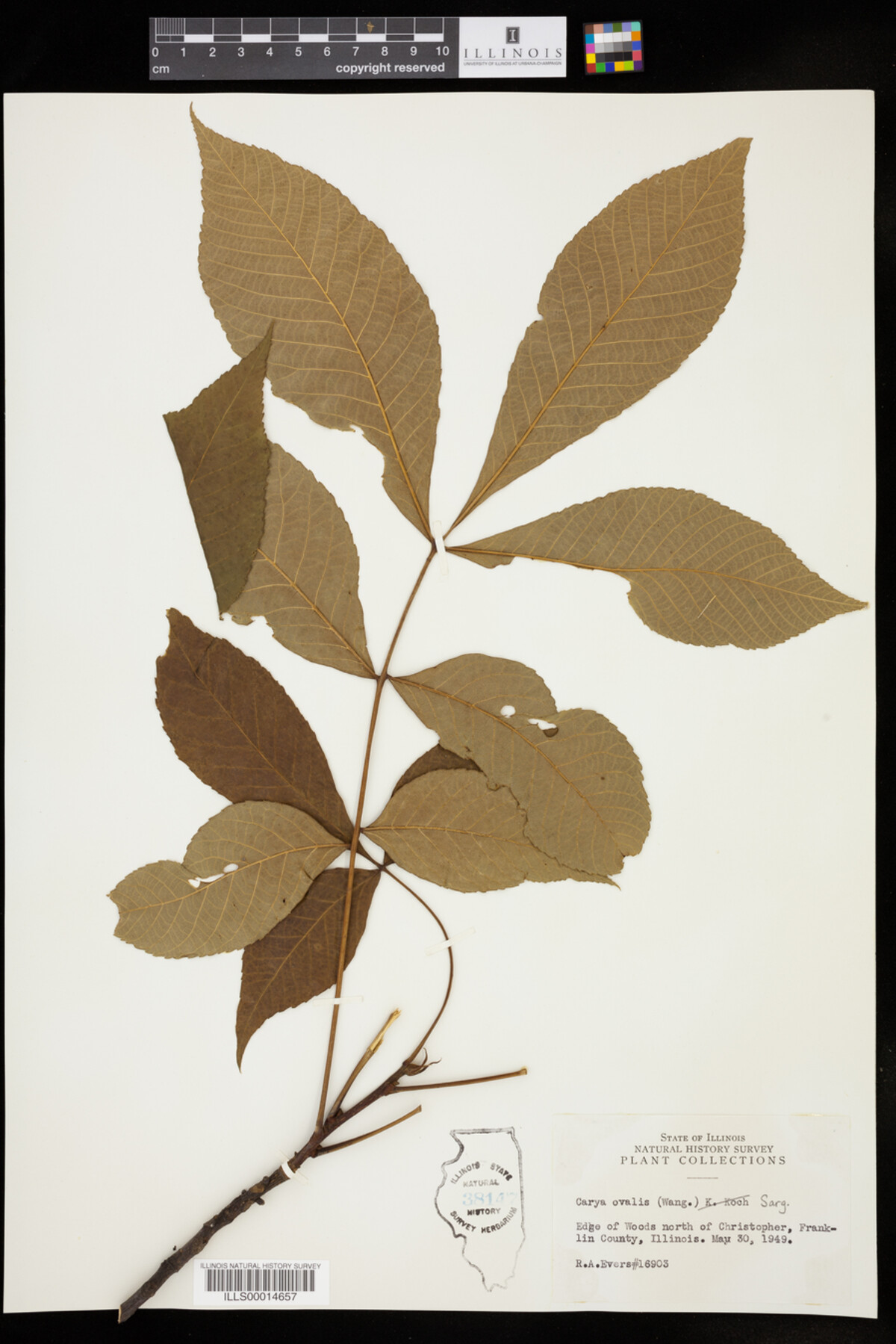 Carya glabra image