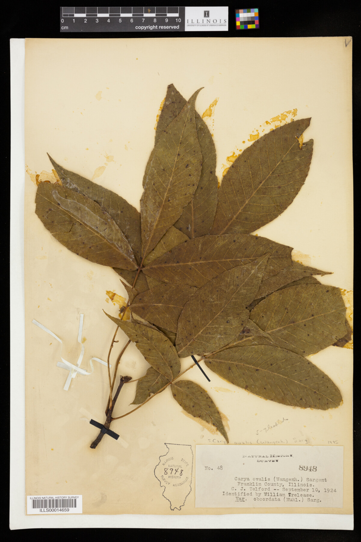 Carya glabra image