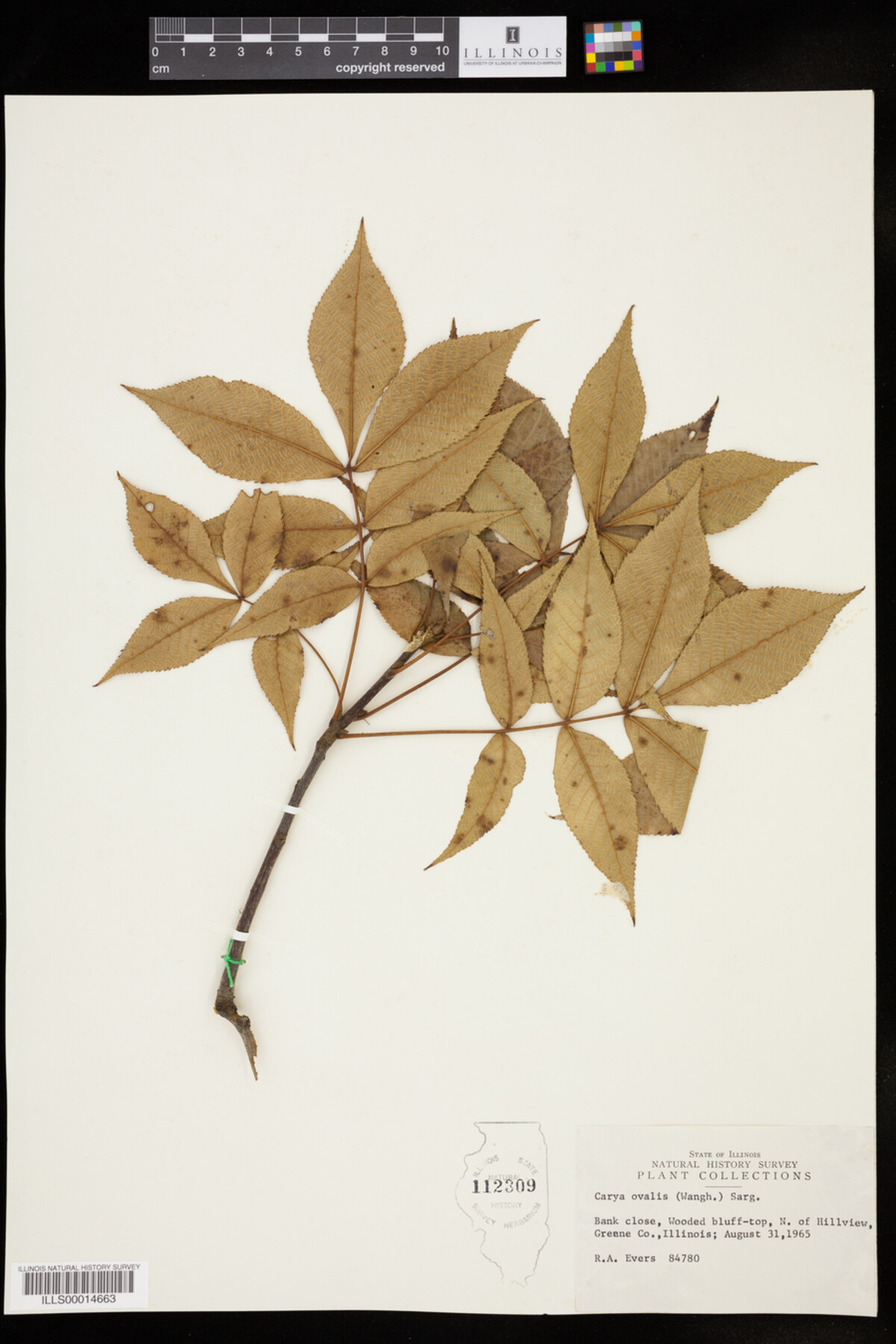 Carya glabra image