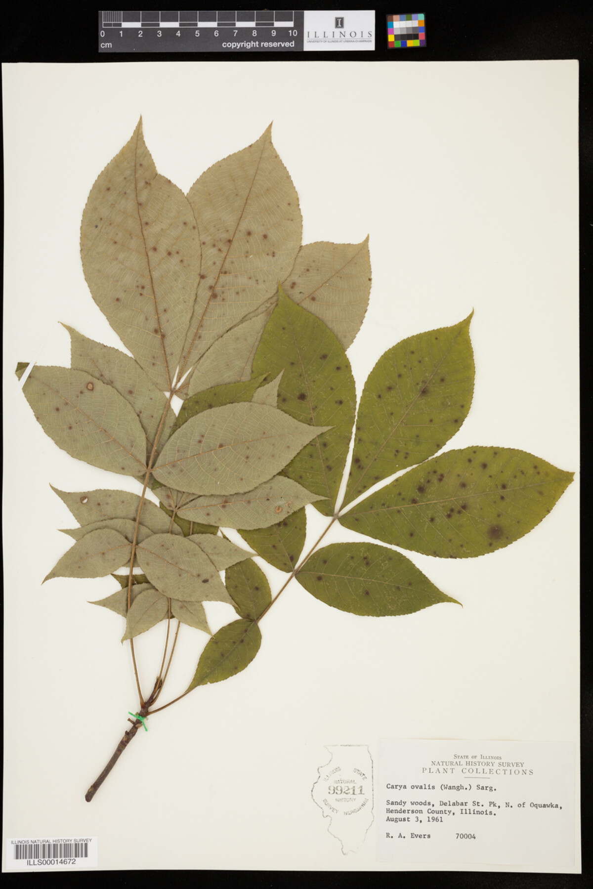 Carya glabra image