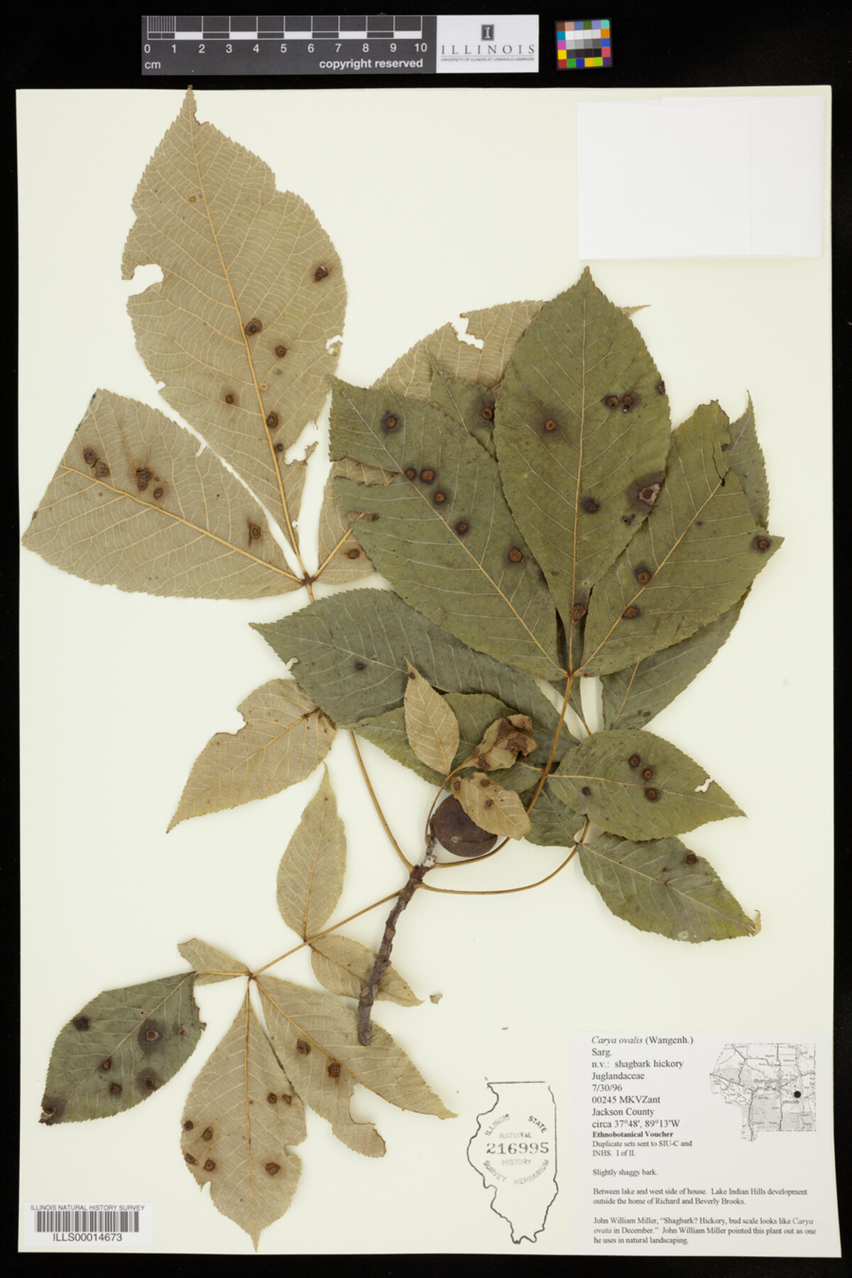 Carya glabra image
