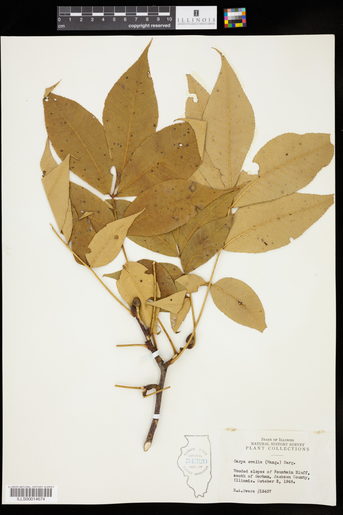 Carya glabra image