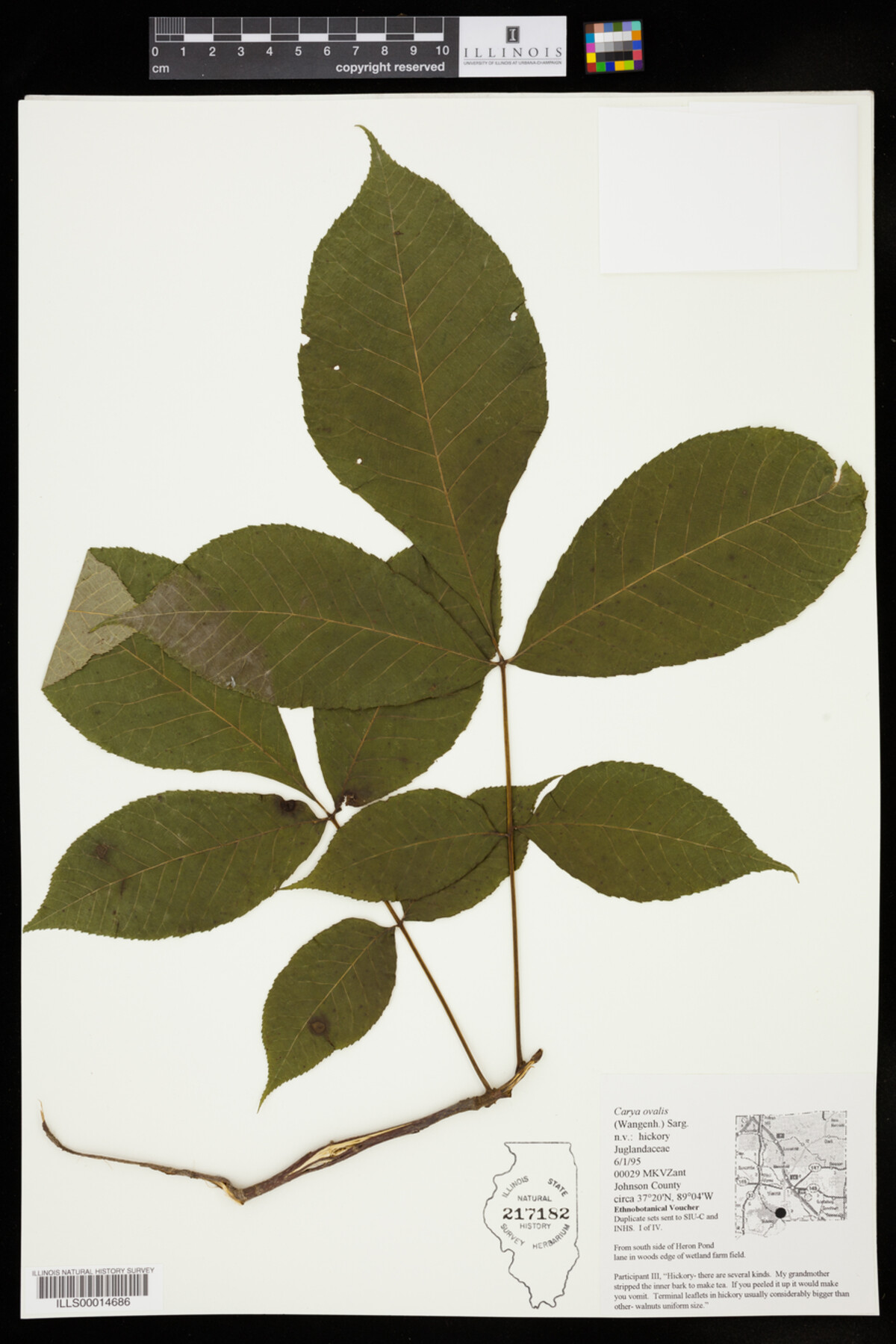 Carya image