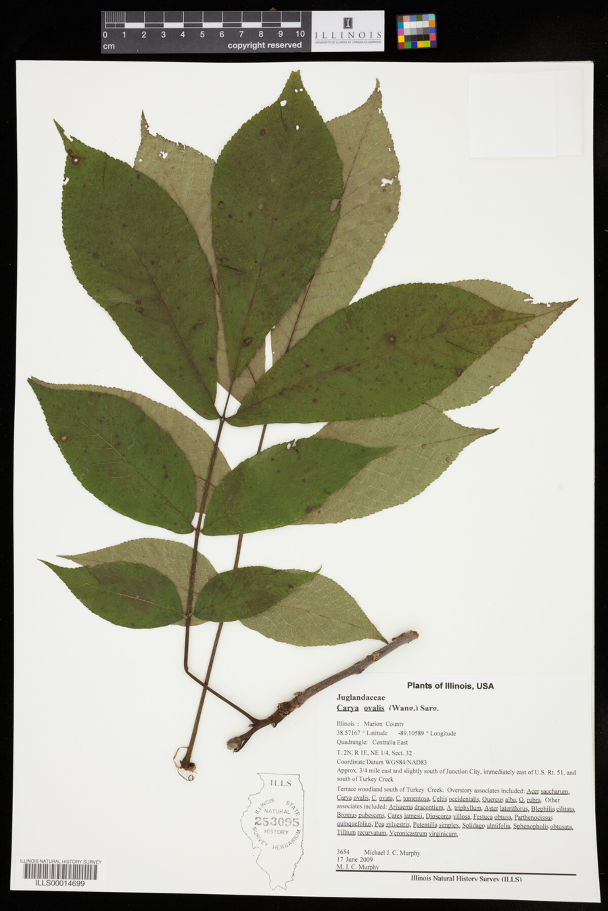 Carya glabra image