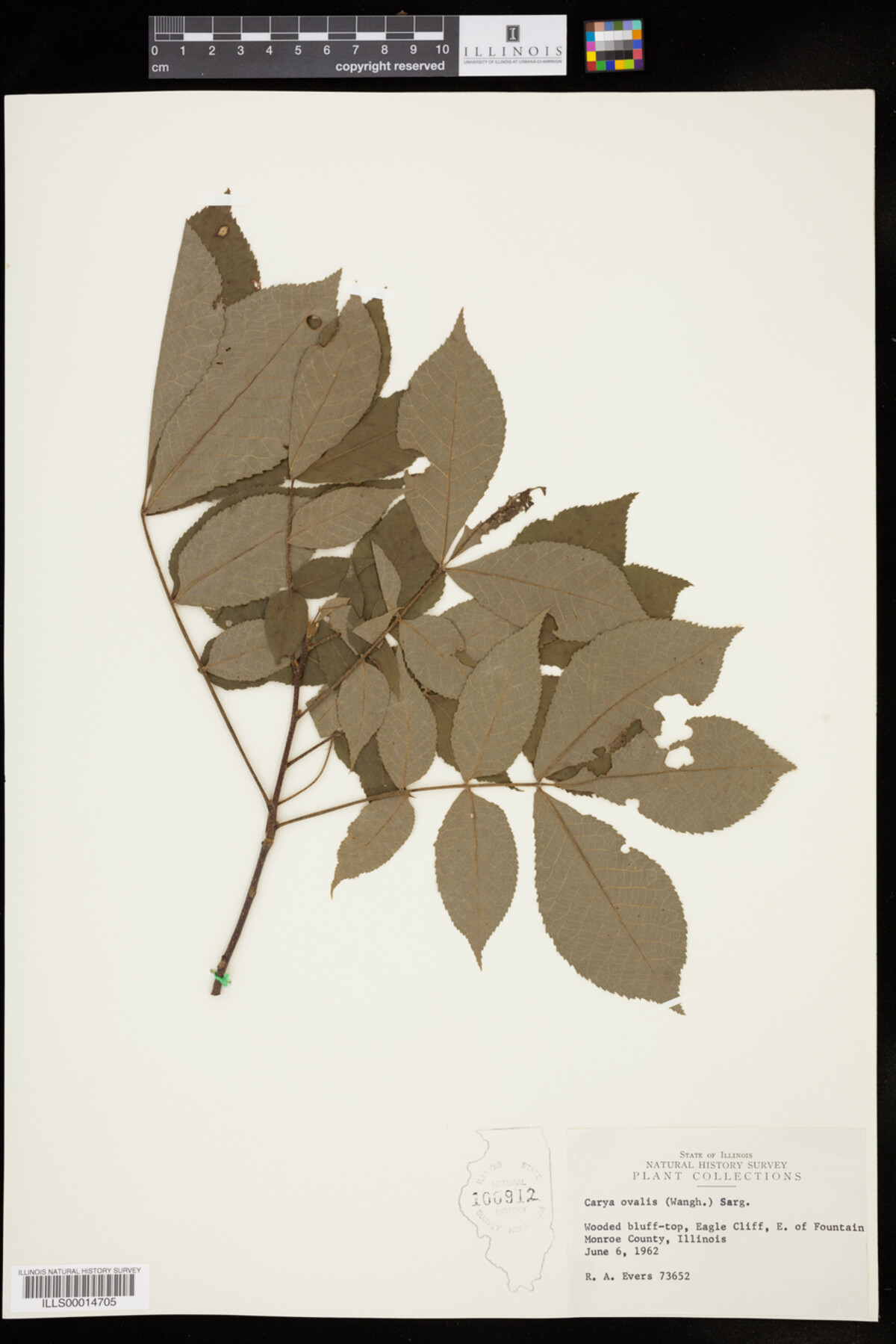 Carya glabra image