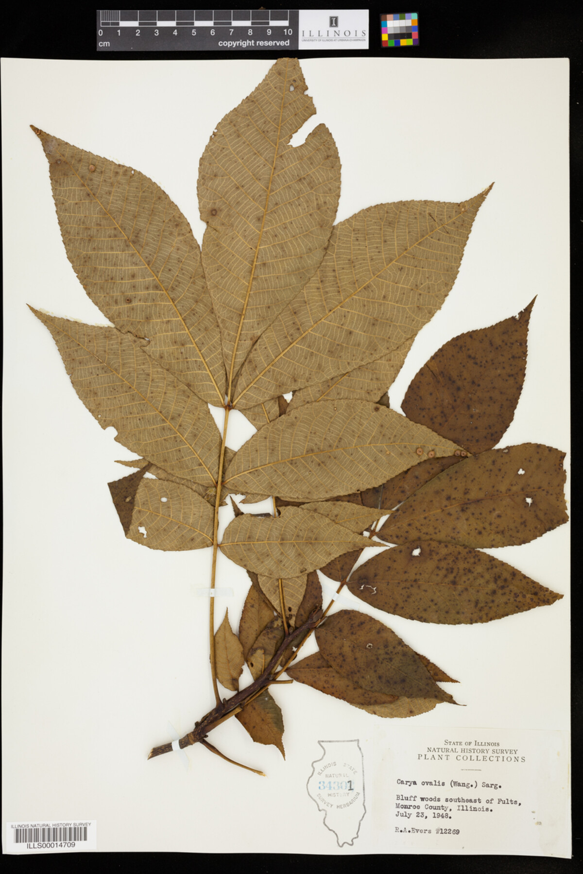 Carya glabra image