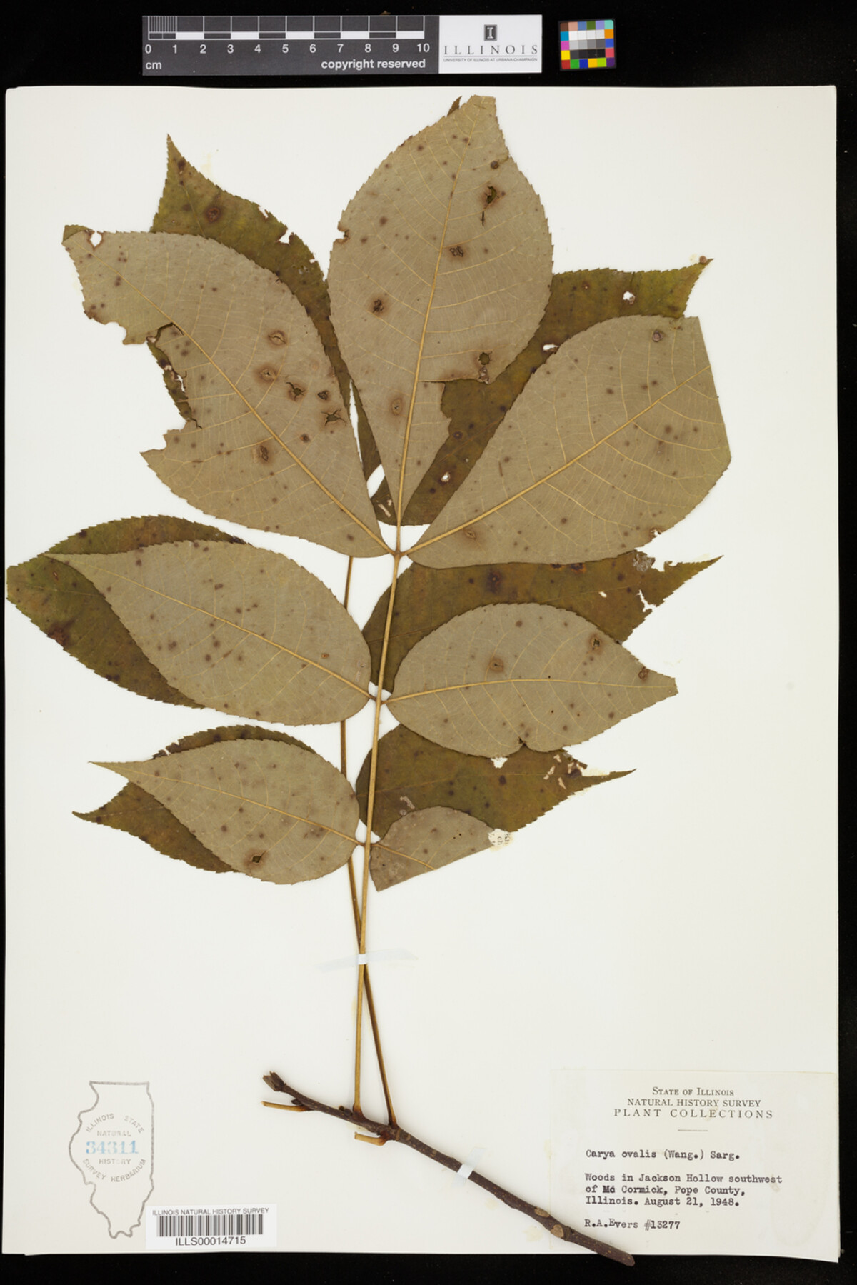 Carya image