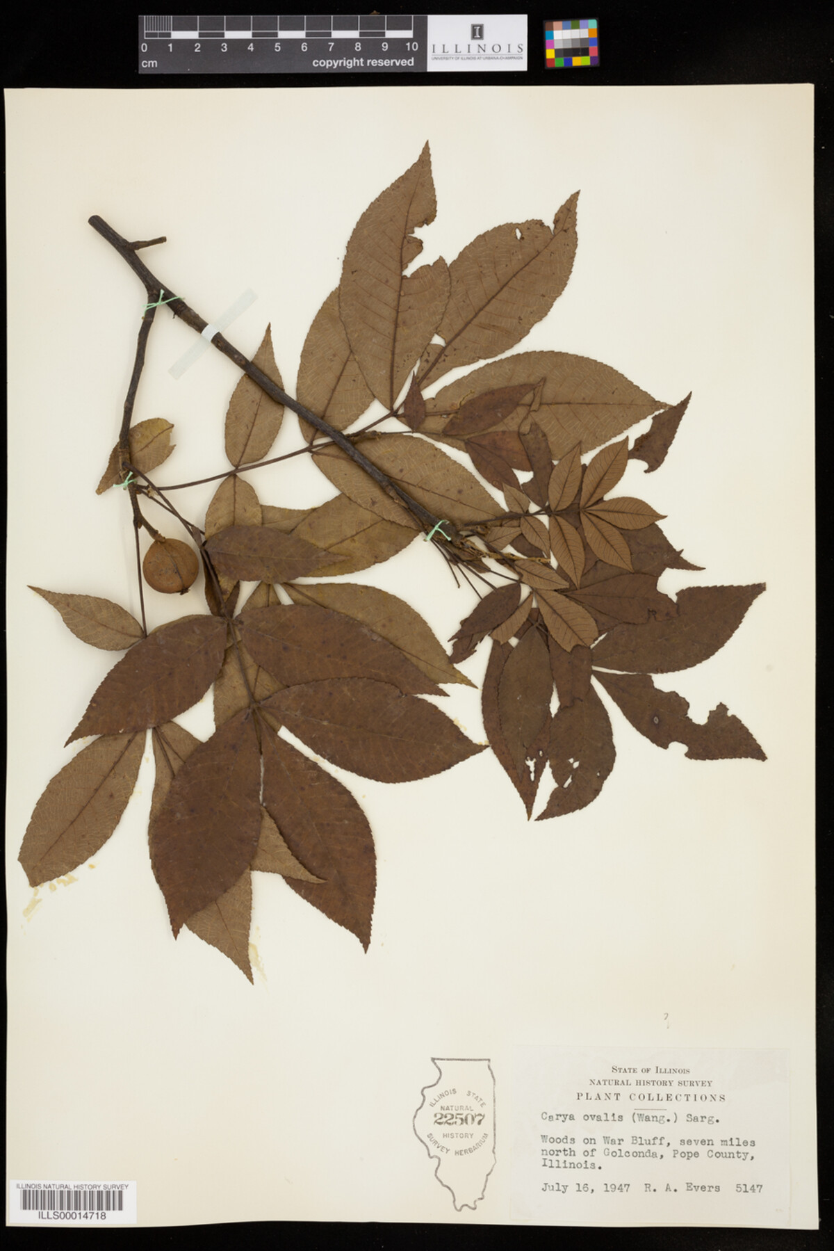Carya glabra image