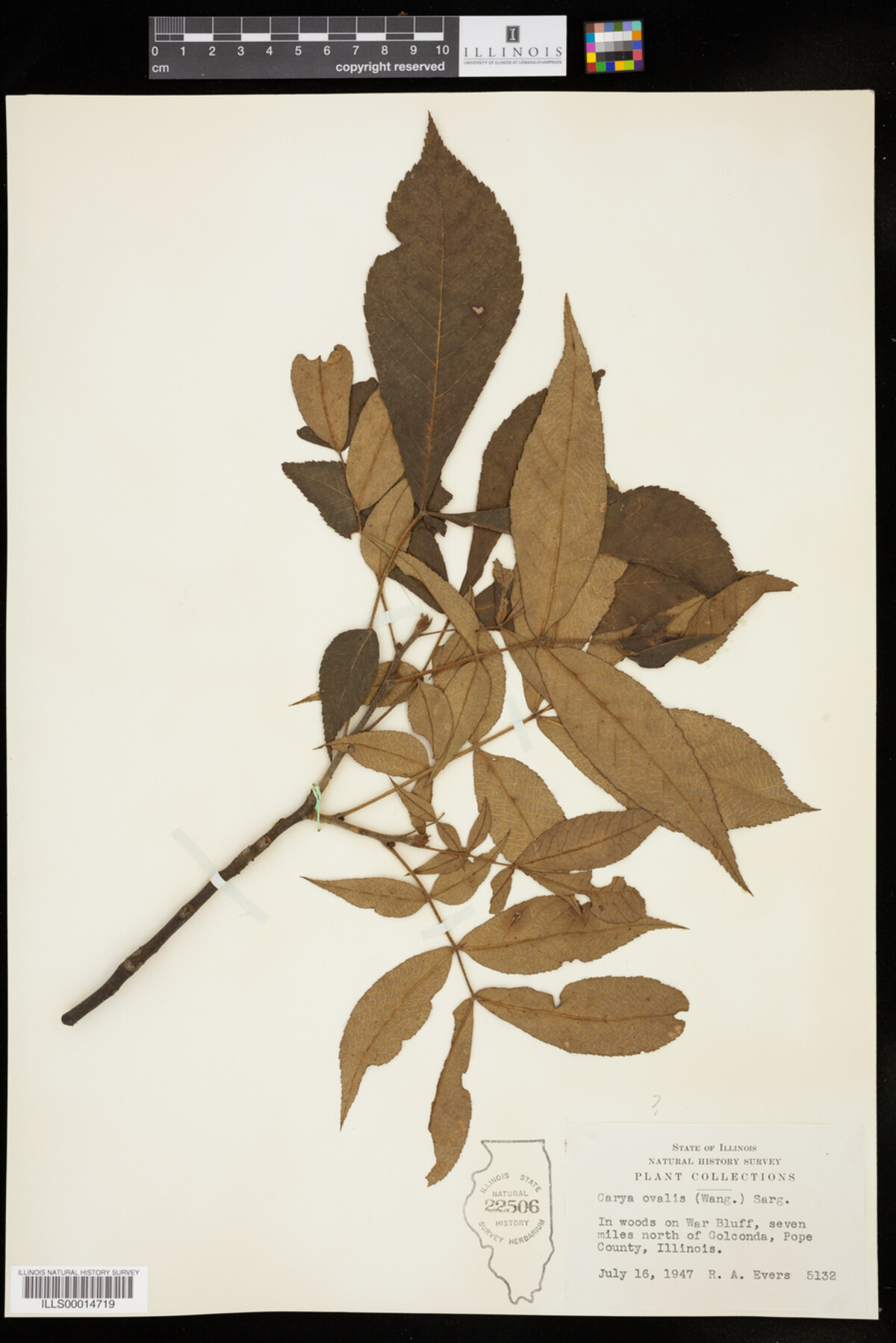 Carya glabra image