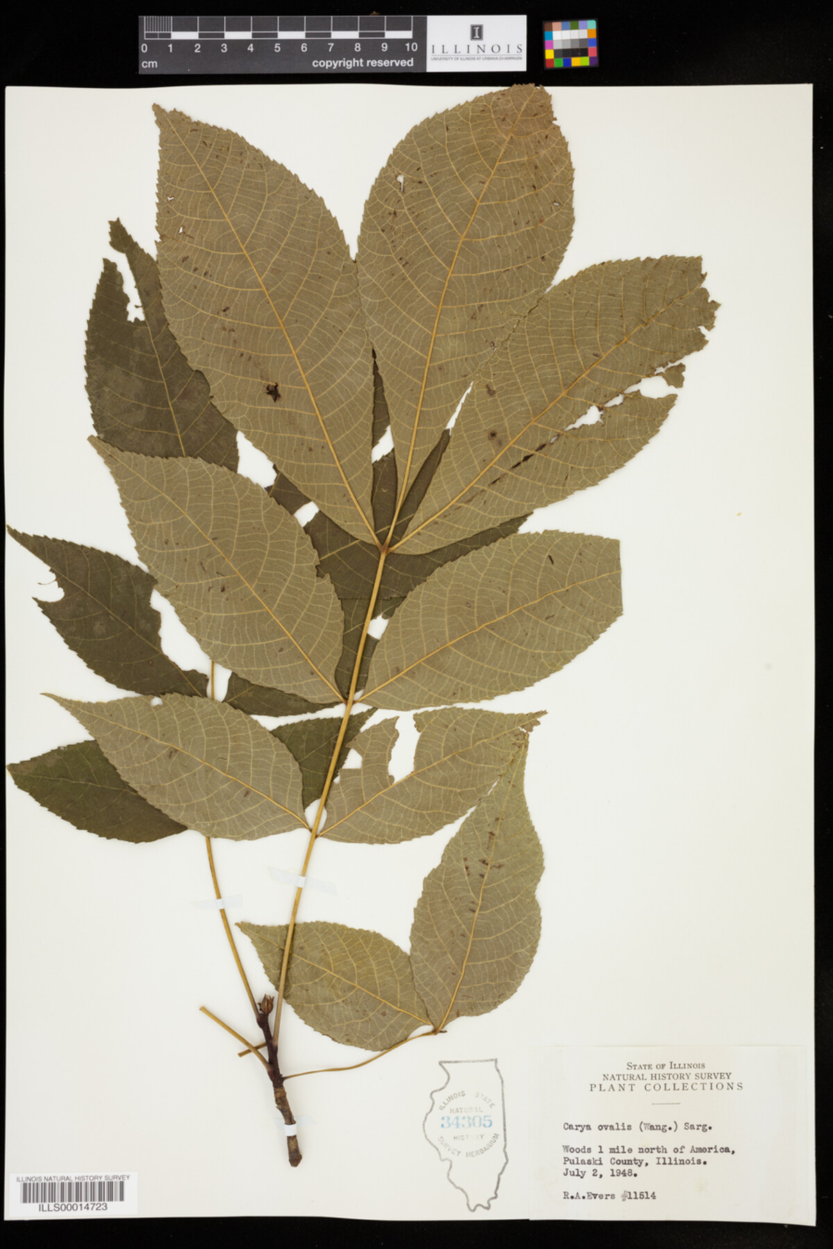Juglandaceae image