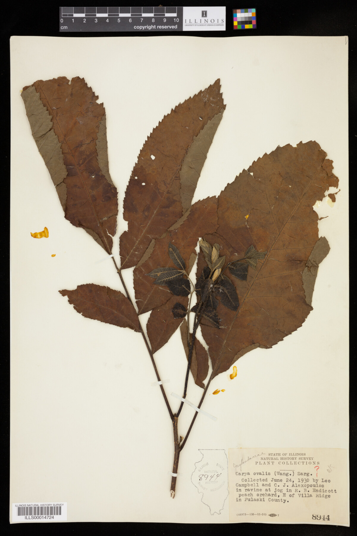 Carya glabra image