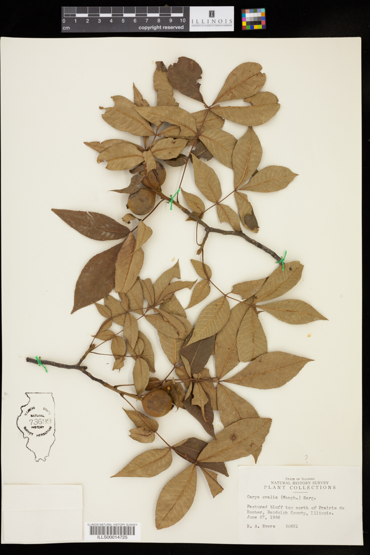 Carya glabra image