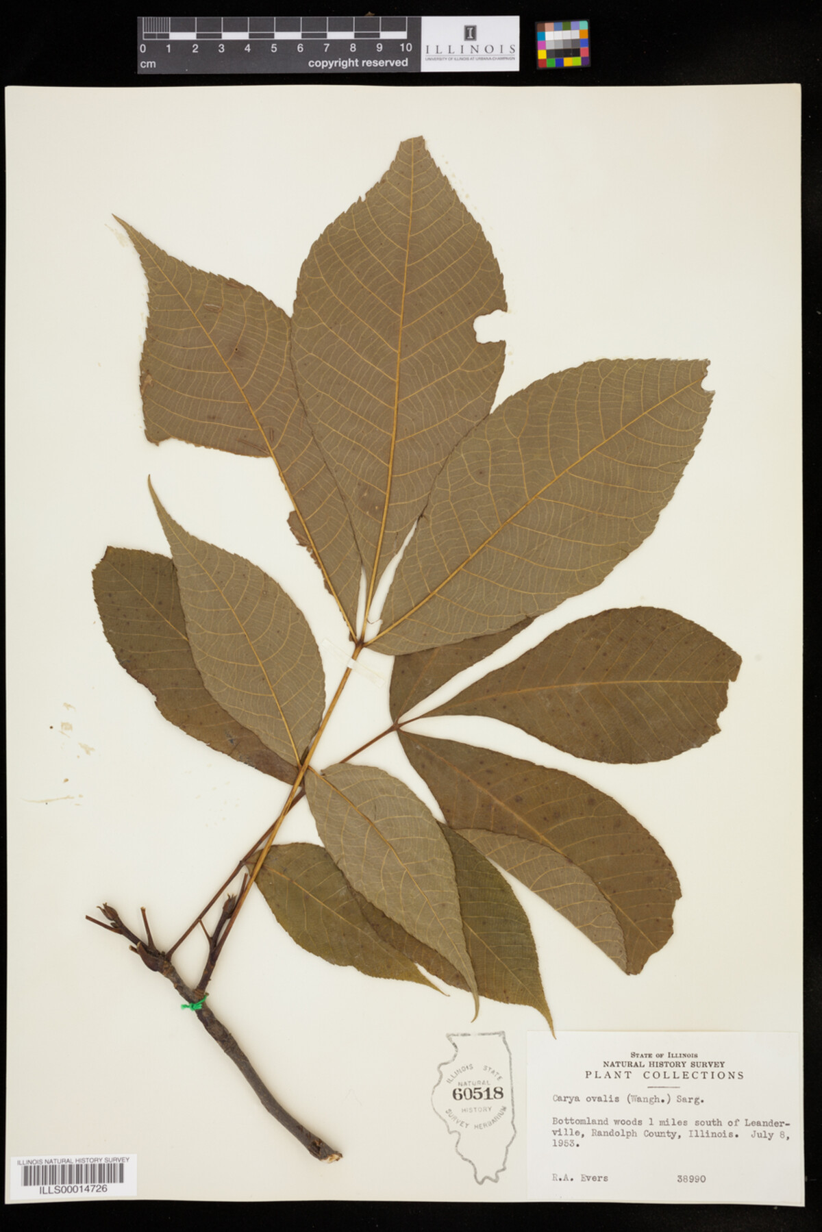 Carya glabra image