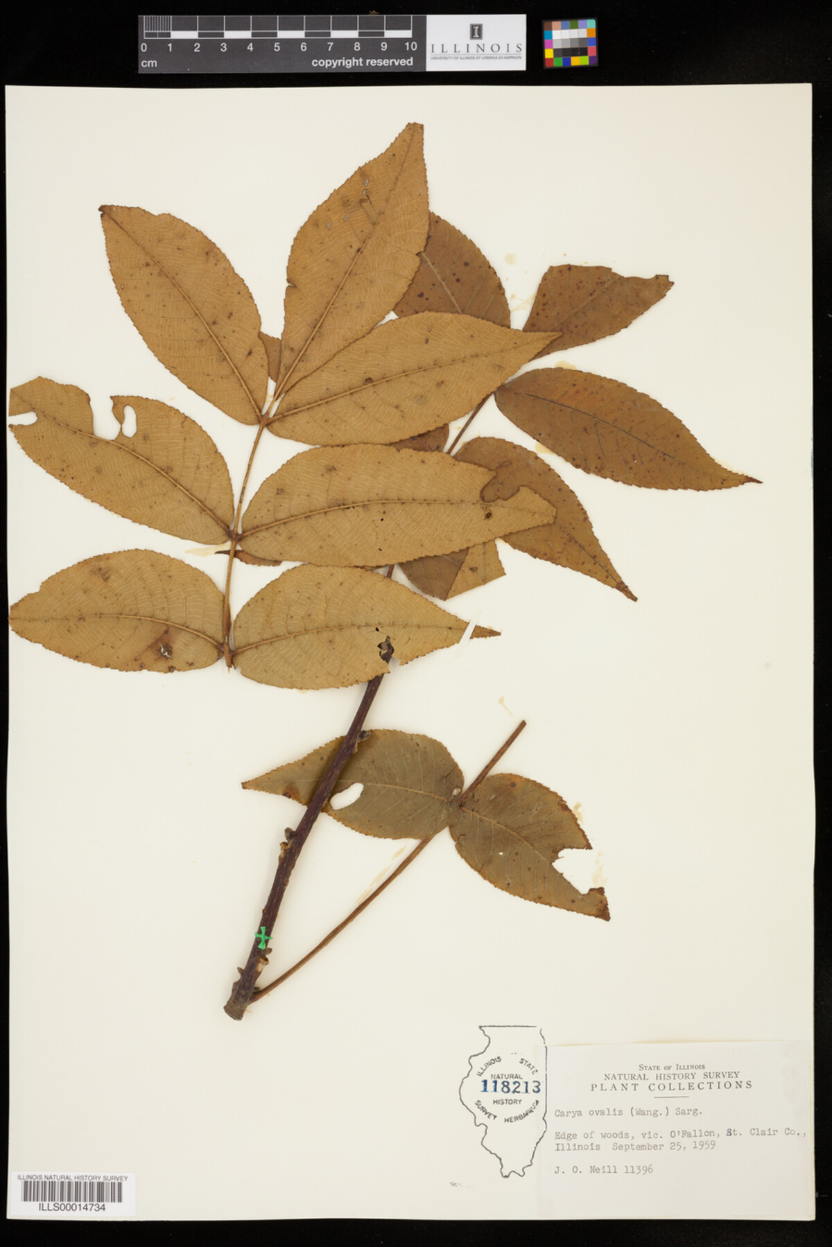 Carya glabra image