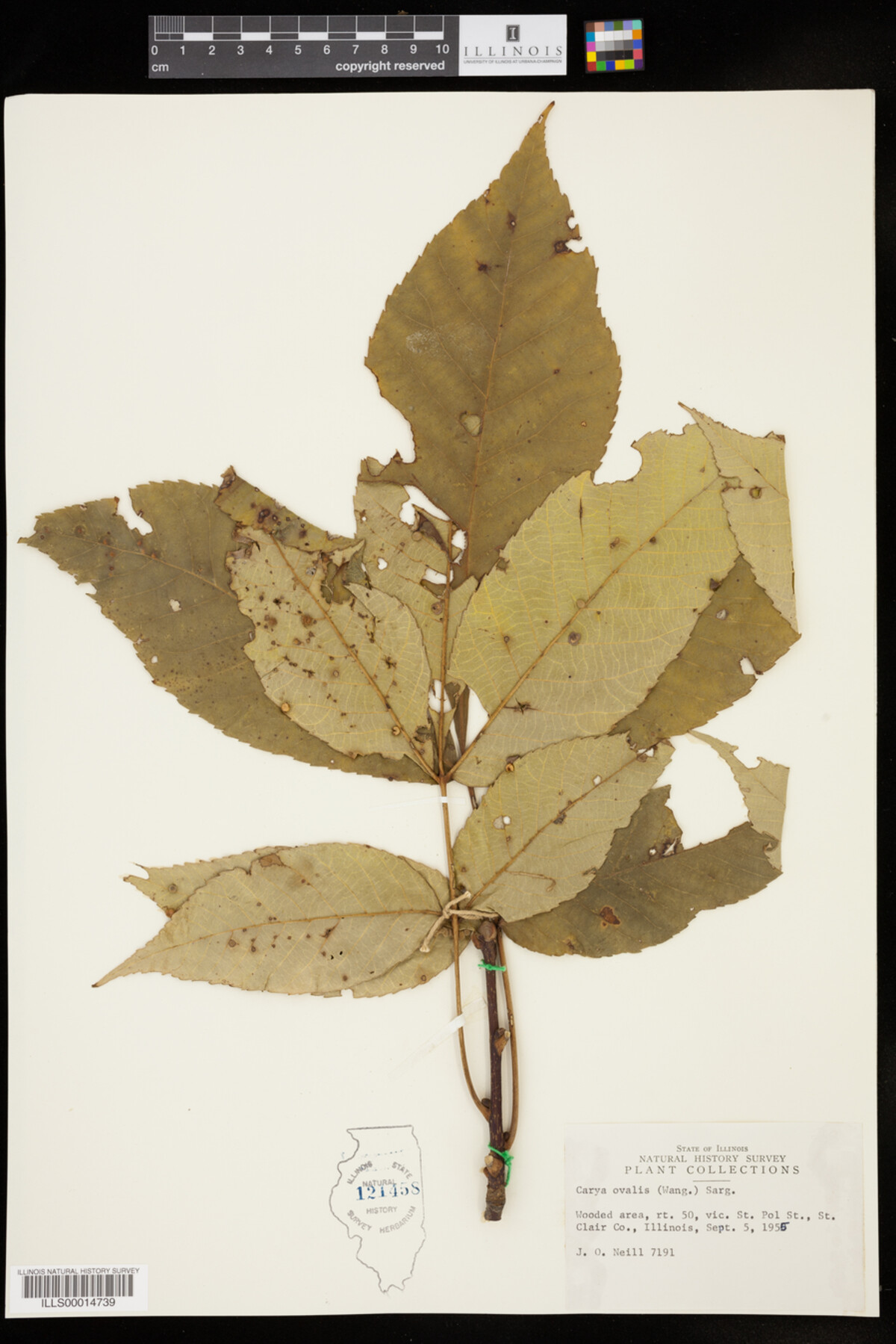 Carya glabra image
