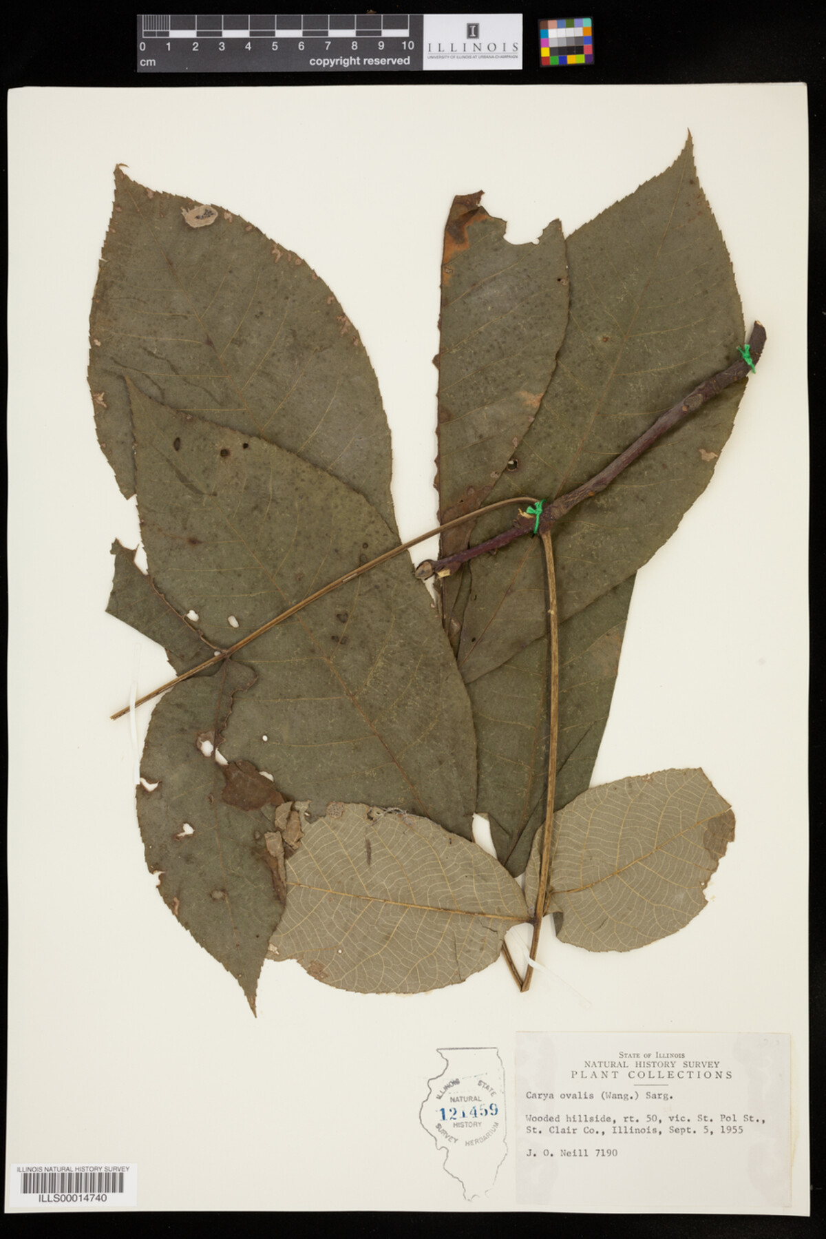 Carya glabra image