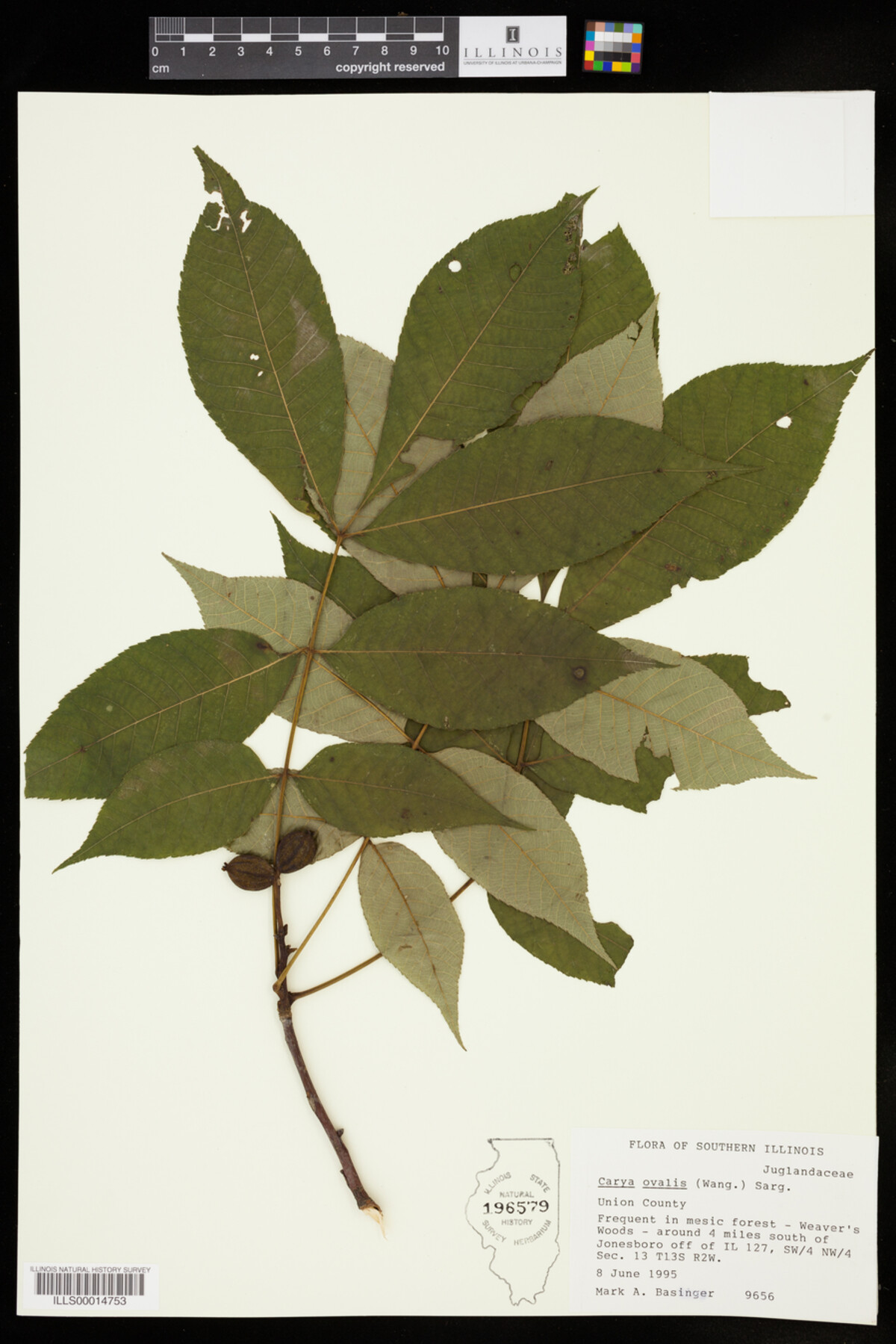 Carya glabra image