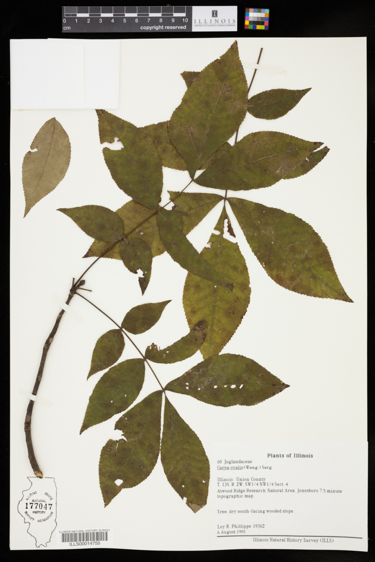 Carya glabra image