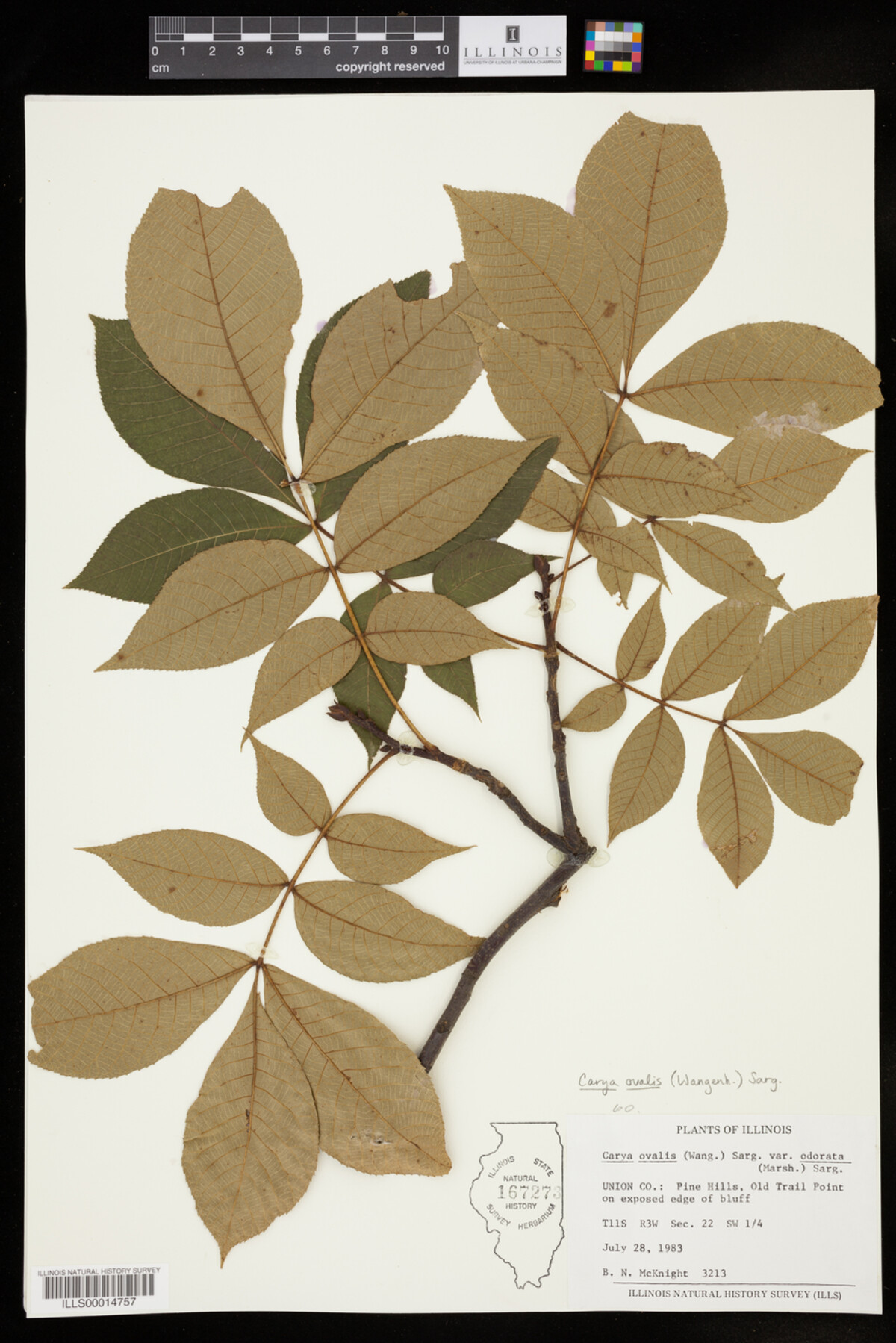 Carya glabra image