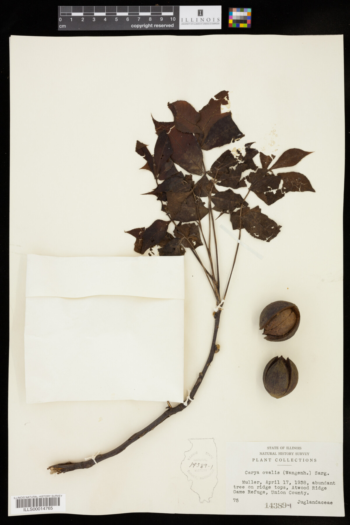 Carya glabra image