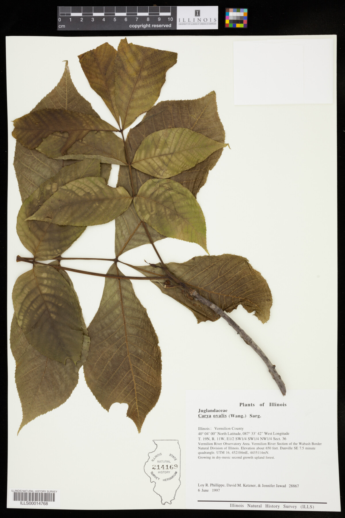 Carya glabra image