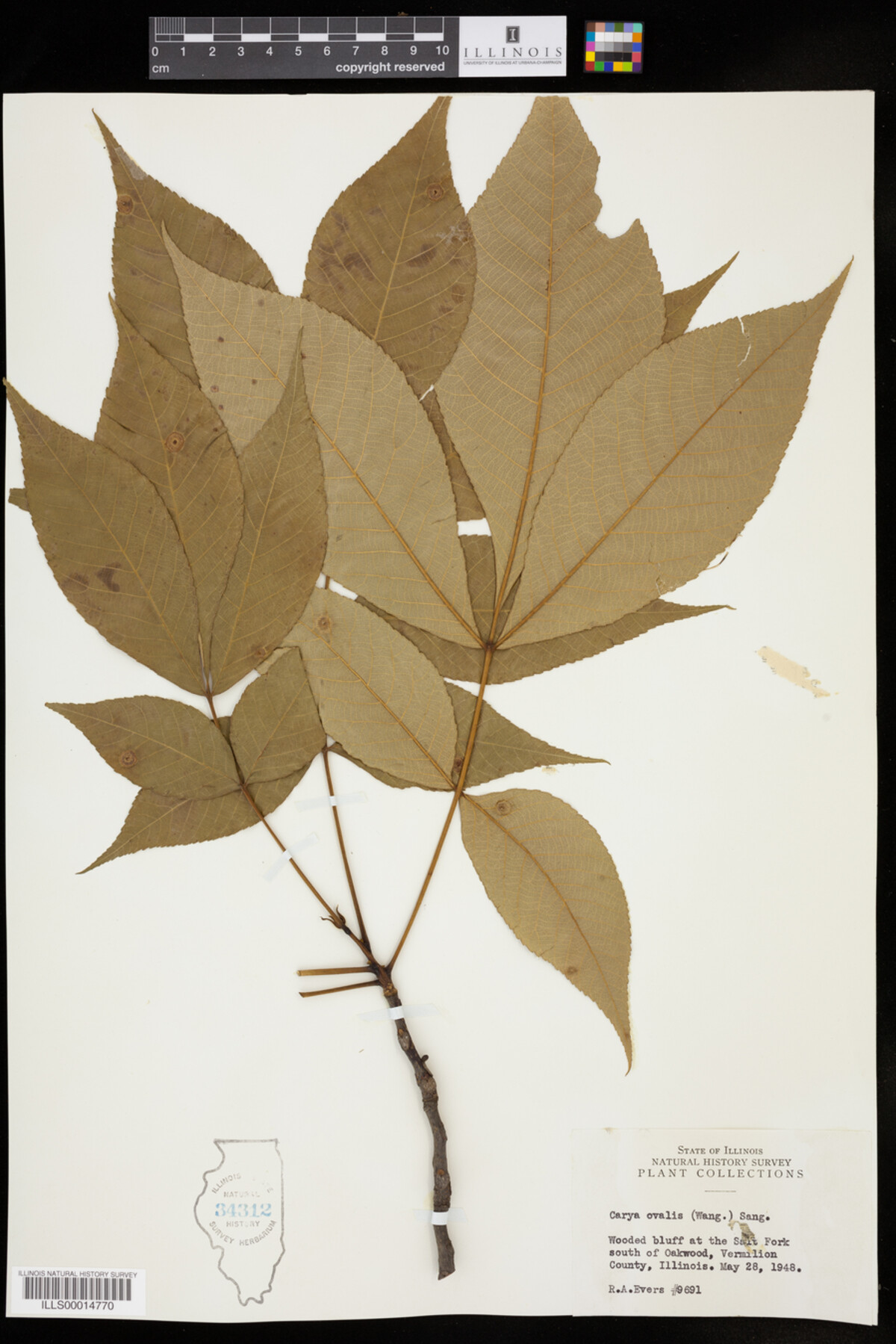 Carya glabra image