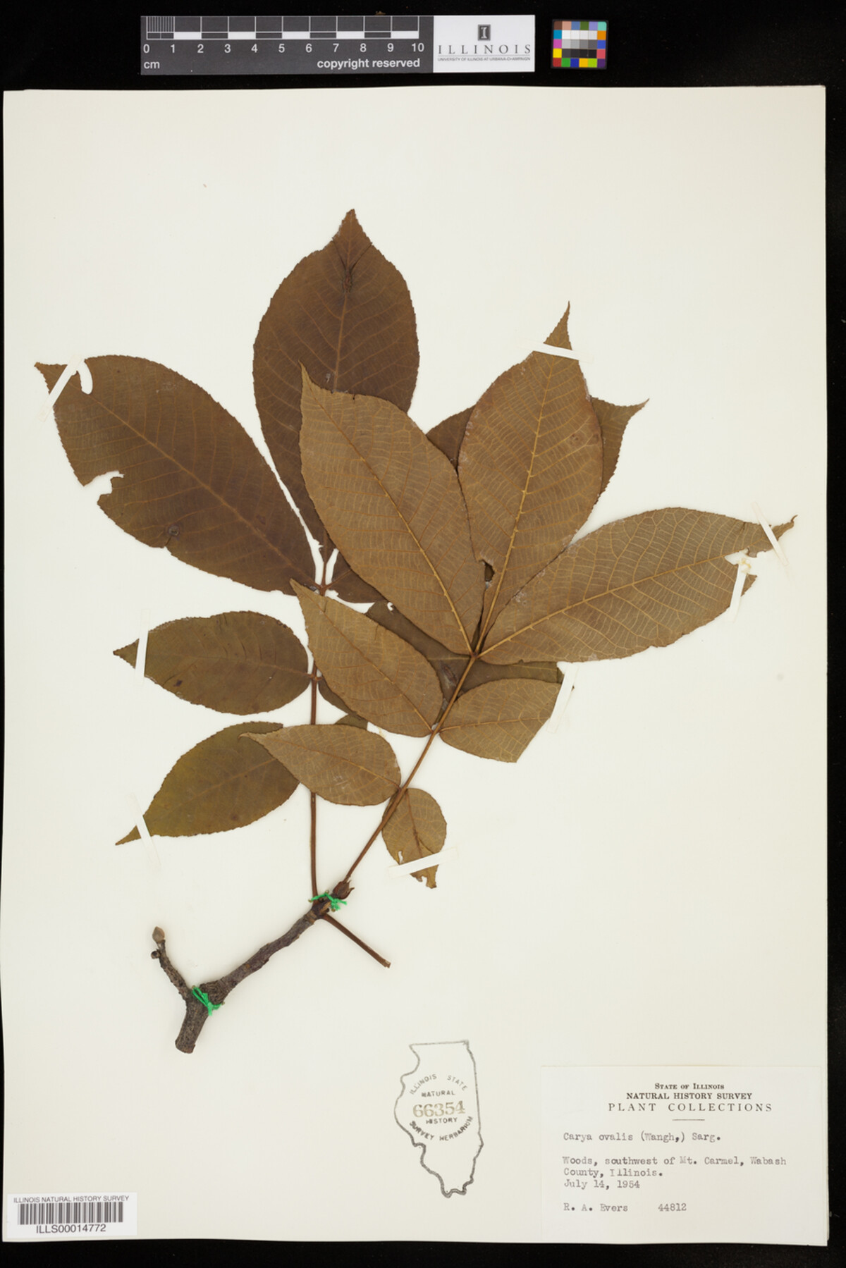 Carya glabra image