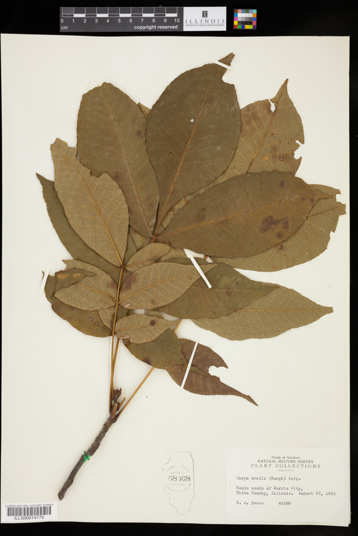 Carya glabra image