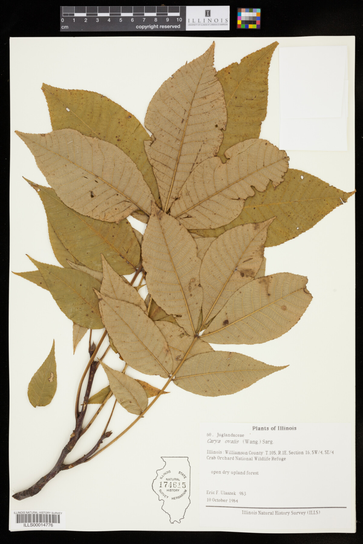 Carya glabra image
