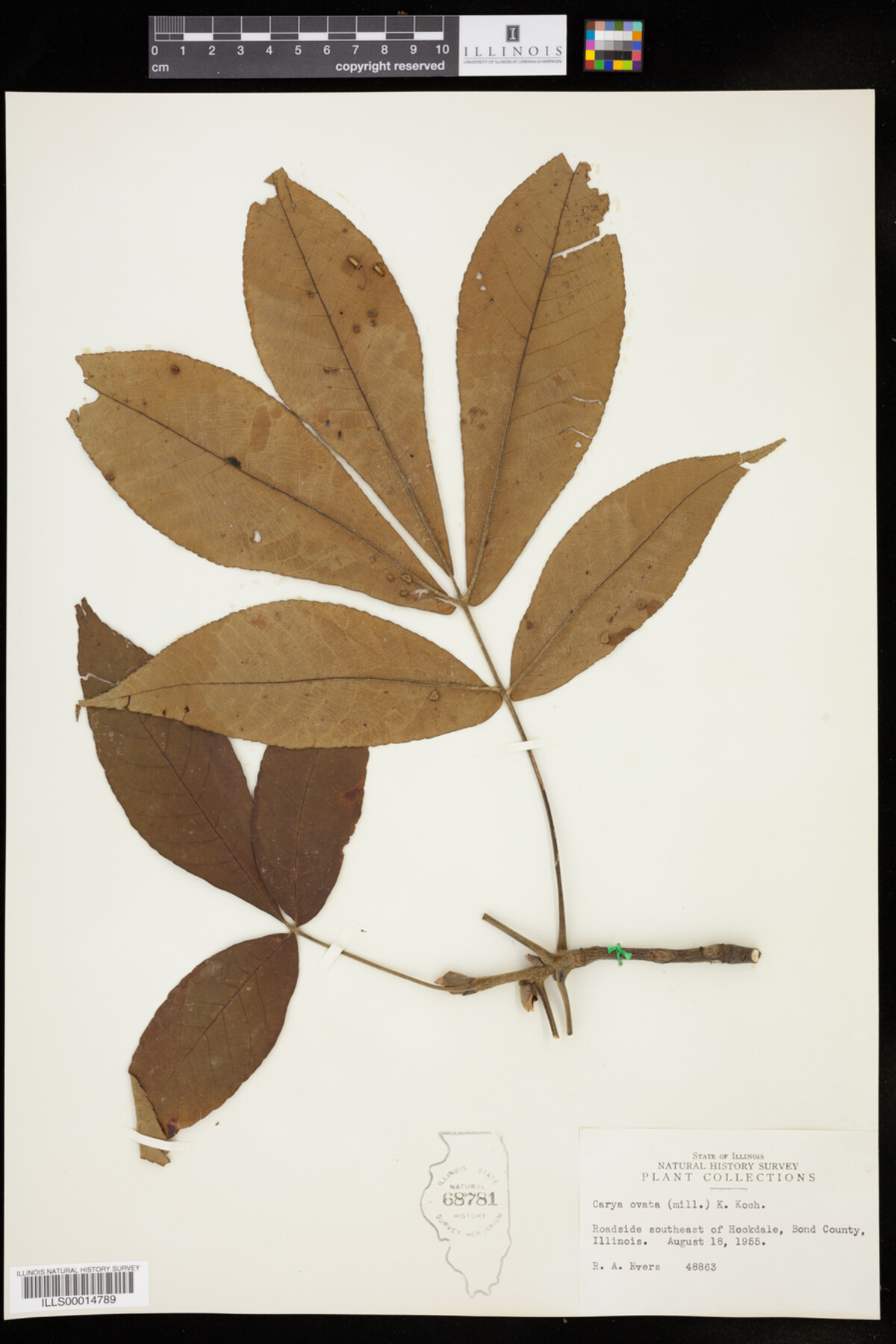 Carya ovata image