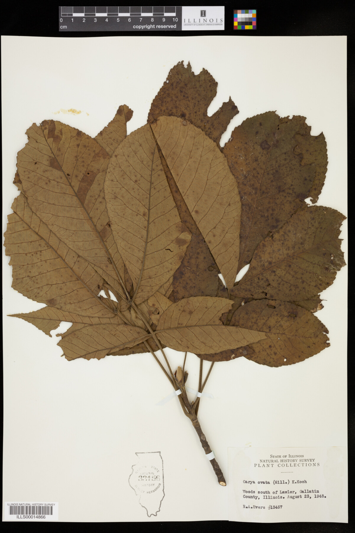 Carya ovata image