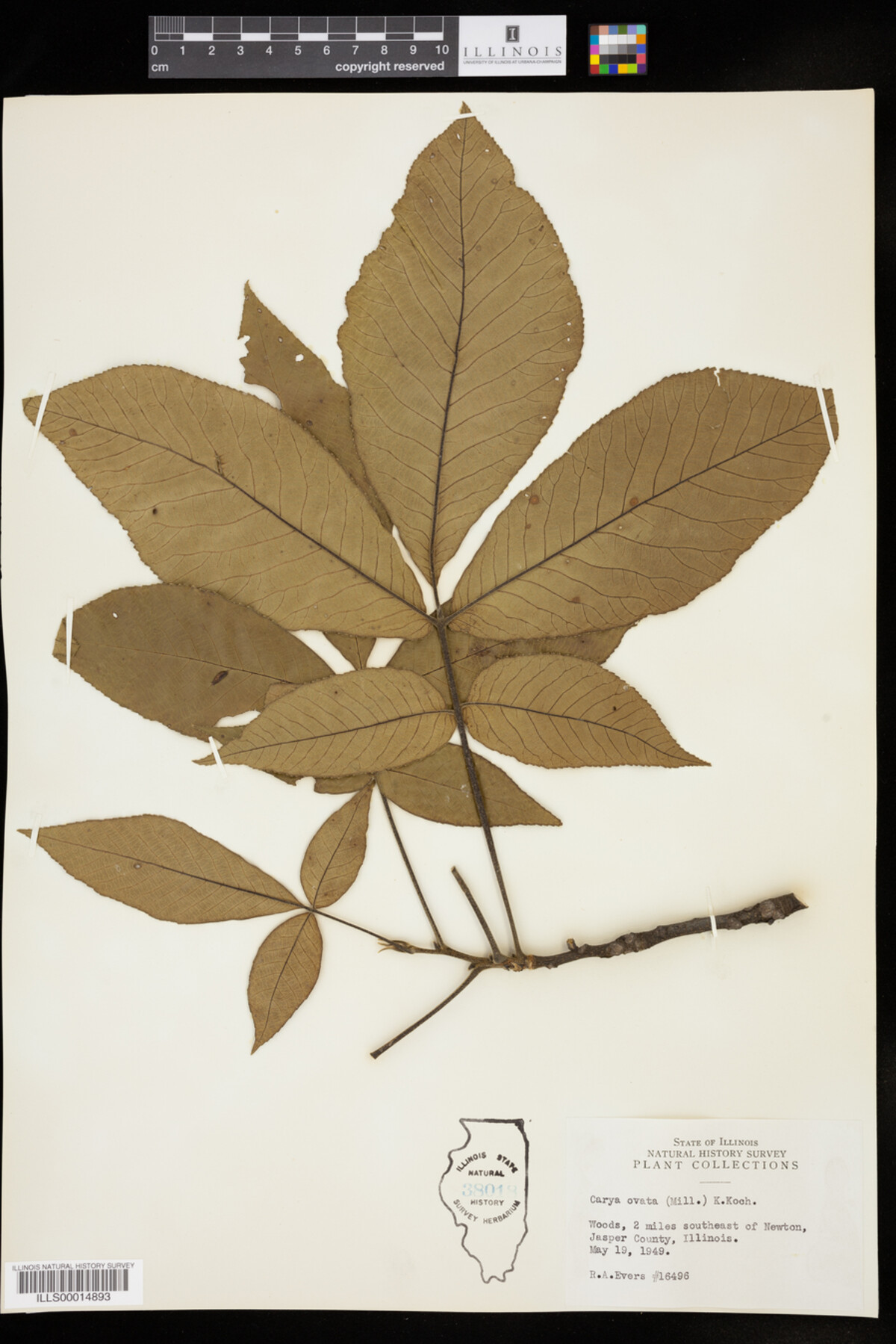 Carya image