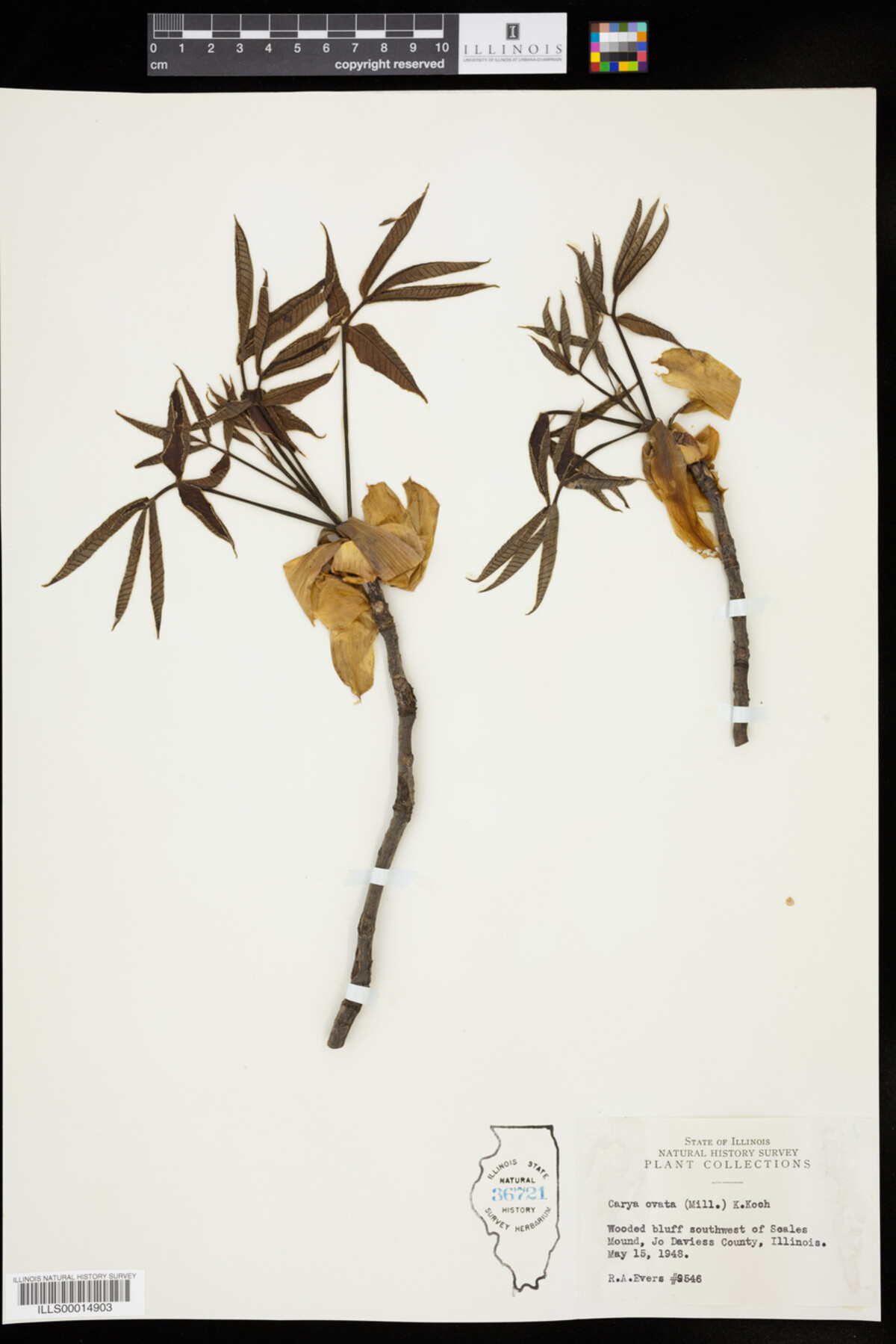 Carya ovata image