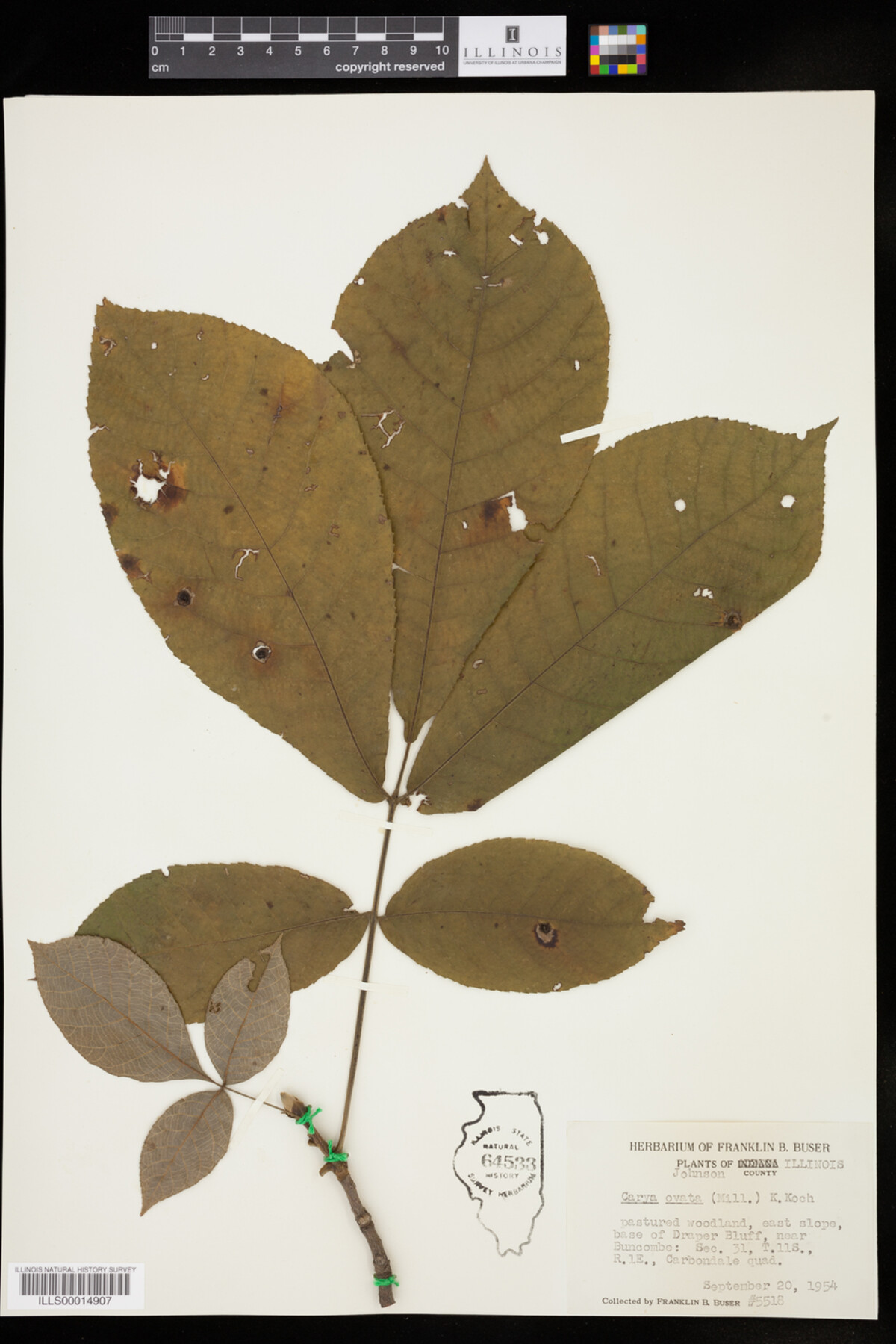 Carya ovata image