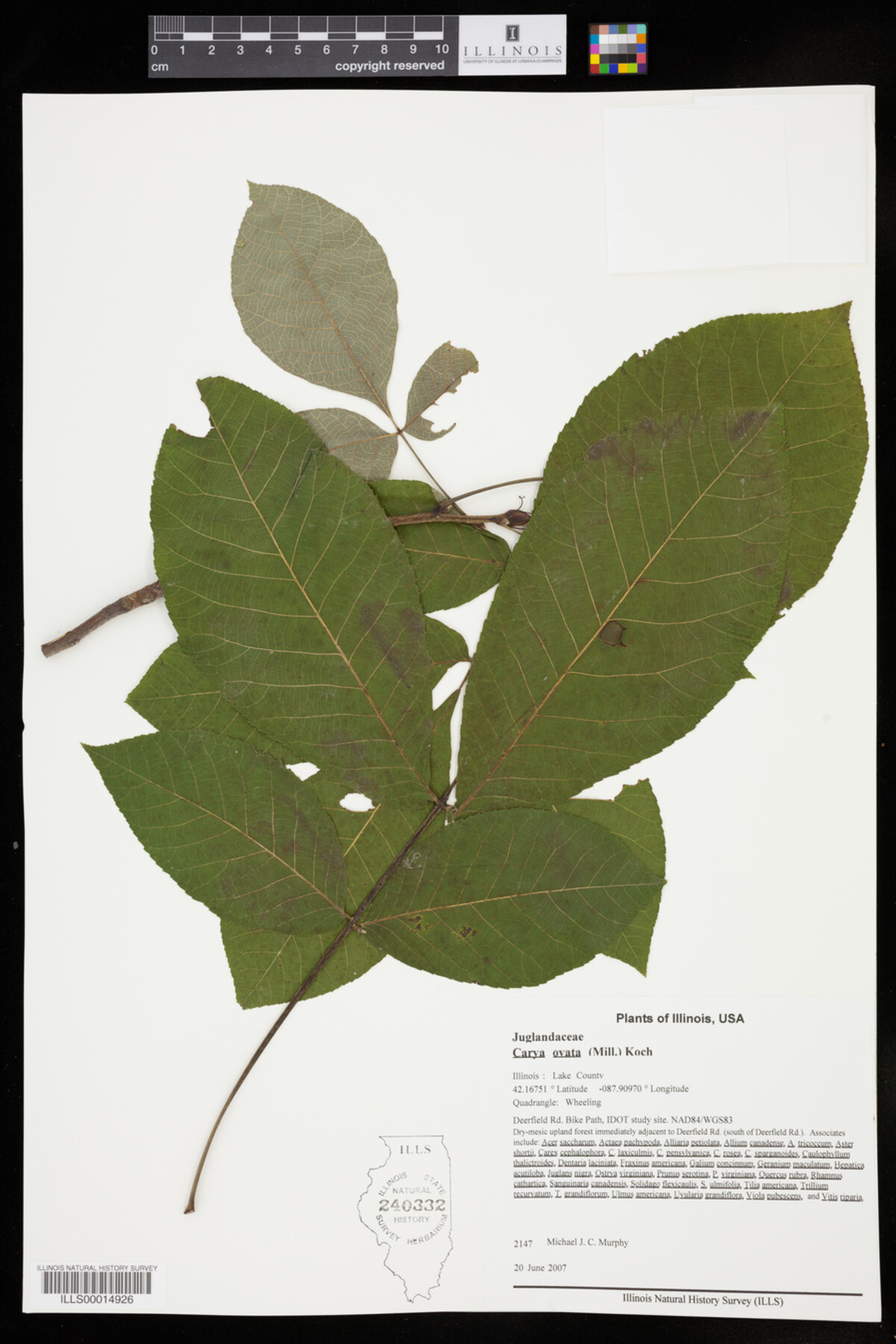 Carya ovata image