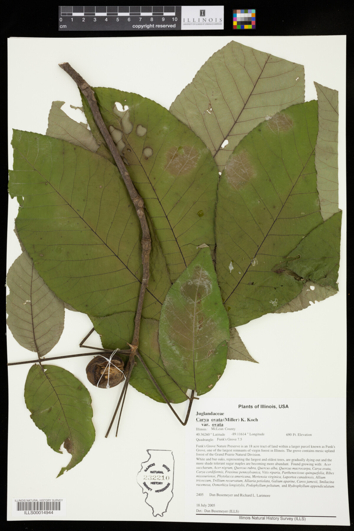 Carya ovata var. ovata image